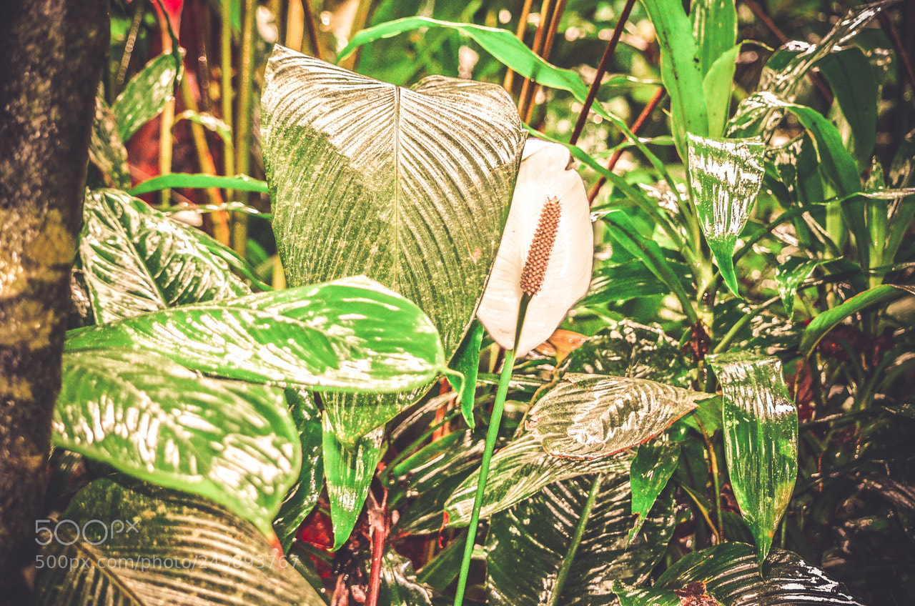 Nikon D5100 sample photo. Botanical.. photography