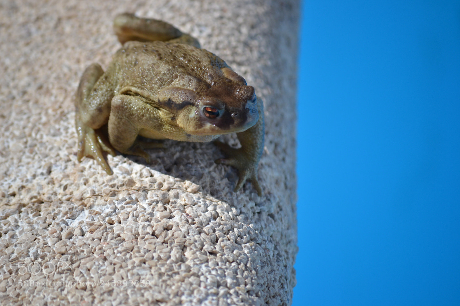 Nikon D3100 sample photo. Sapo () photography