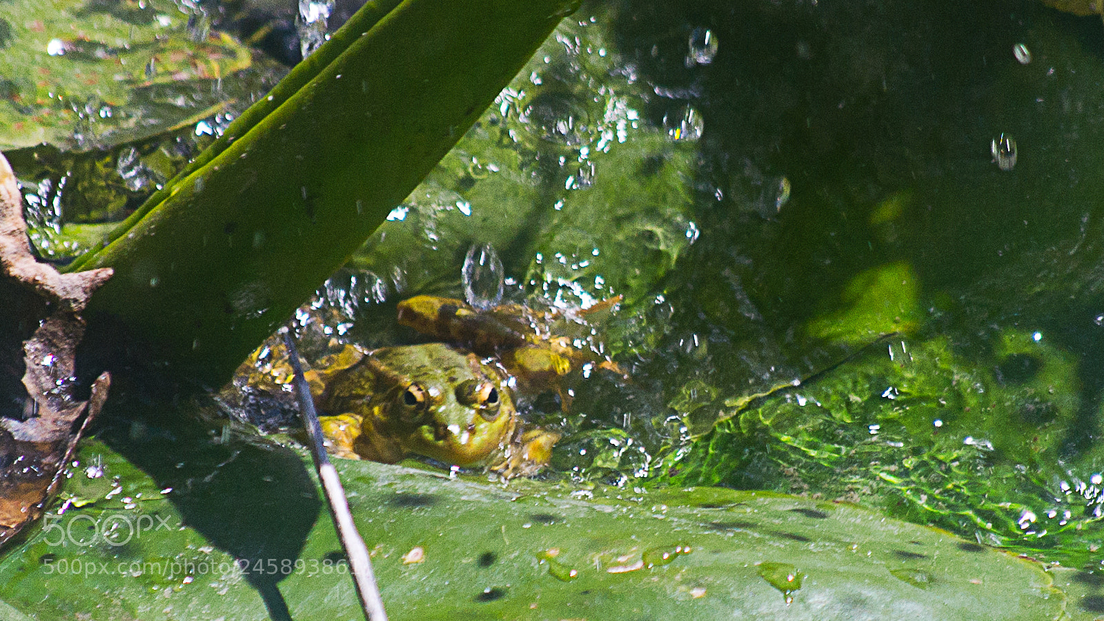 Nikon D3100 sample photo. Sapo photography
