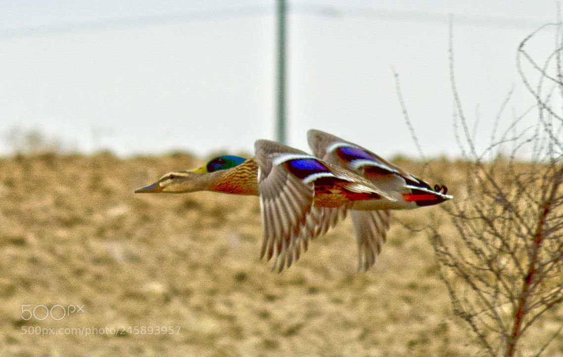 Nikon D3100 sample photo. Patos photography