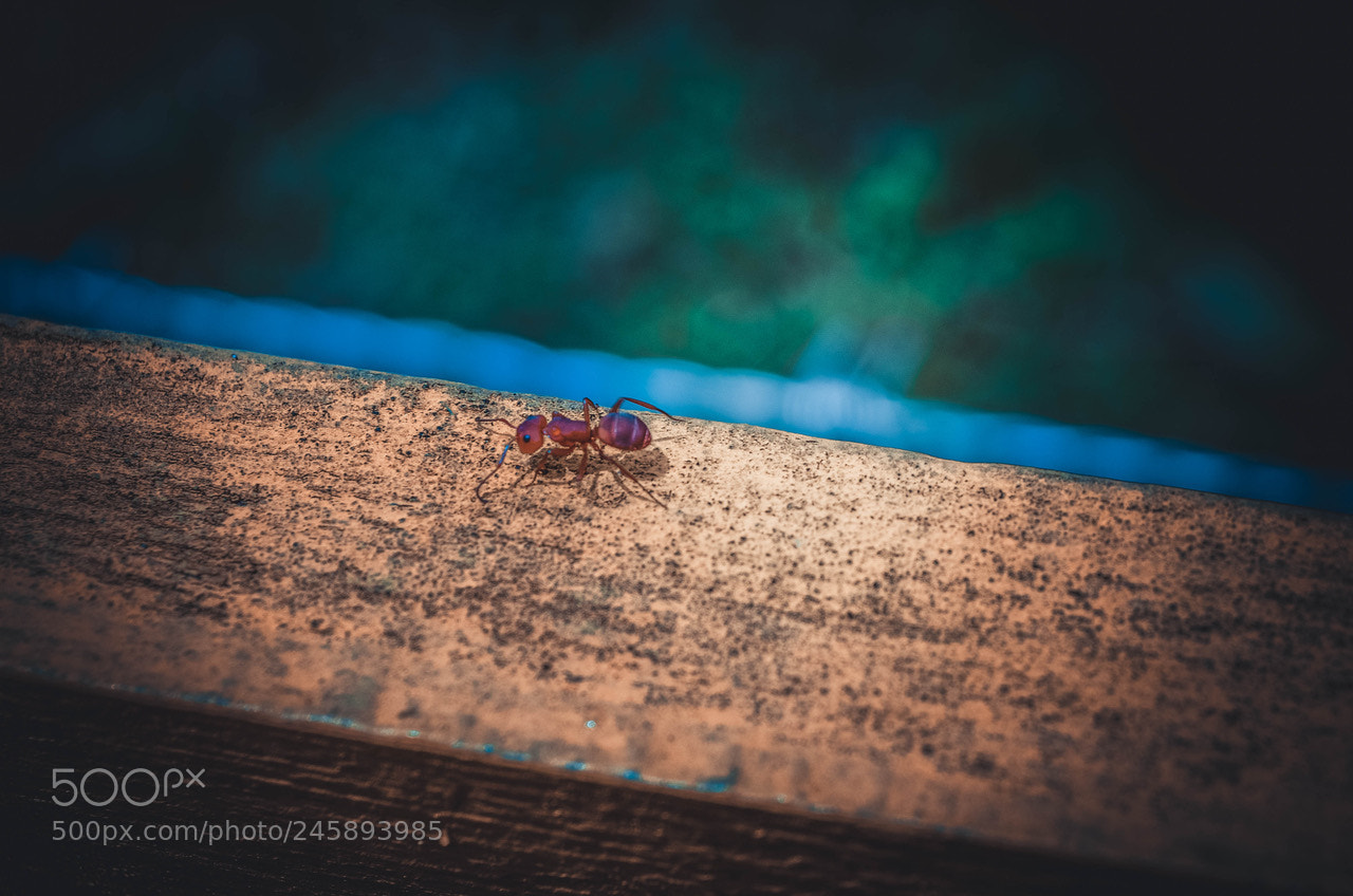 Nikon D5100 sample photo. Ant.. photography