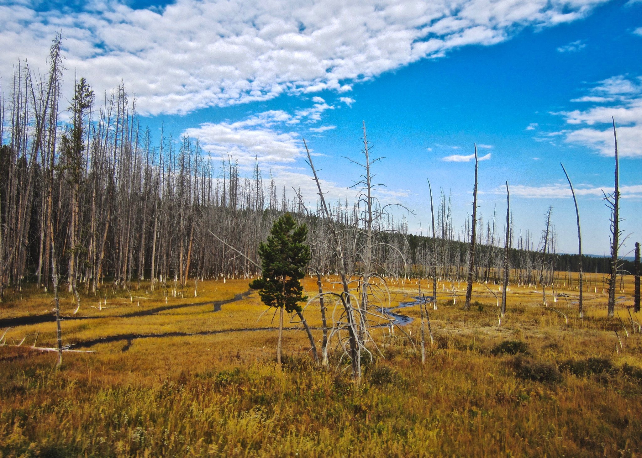 Canon PowerShot ELPH 300 HS (IXUS 220 HS / IXY 410F) sample photo. Yellowstone np - dead trees photography