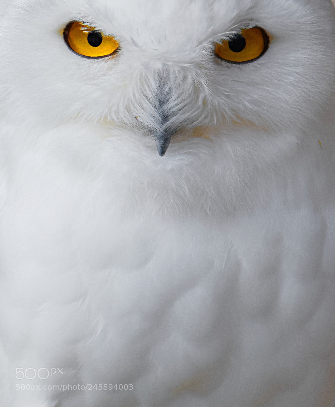 Canon EOS 100D (EOS Rebel SL1 / EOS Kiss X7) sample photo. Piercing eyes photography