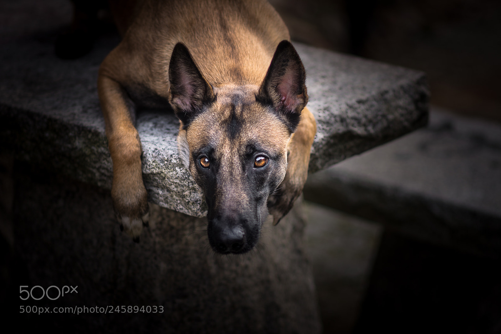 Nikon D7100 sample photo. Dynia photography