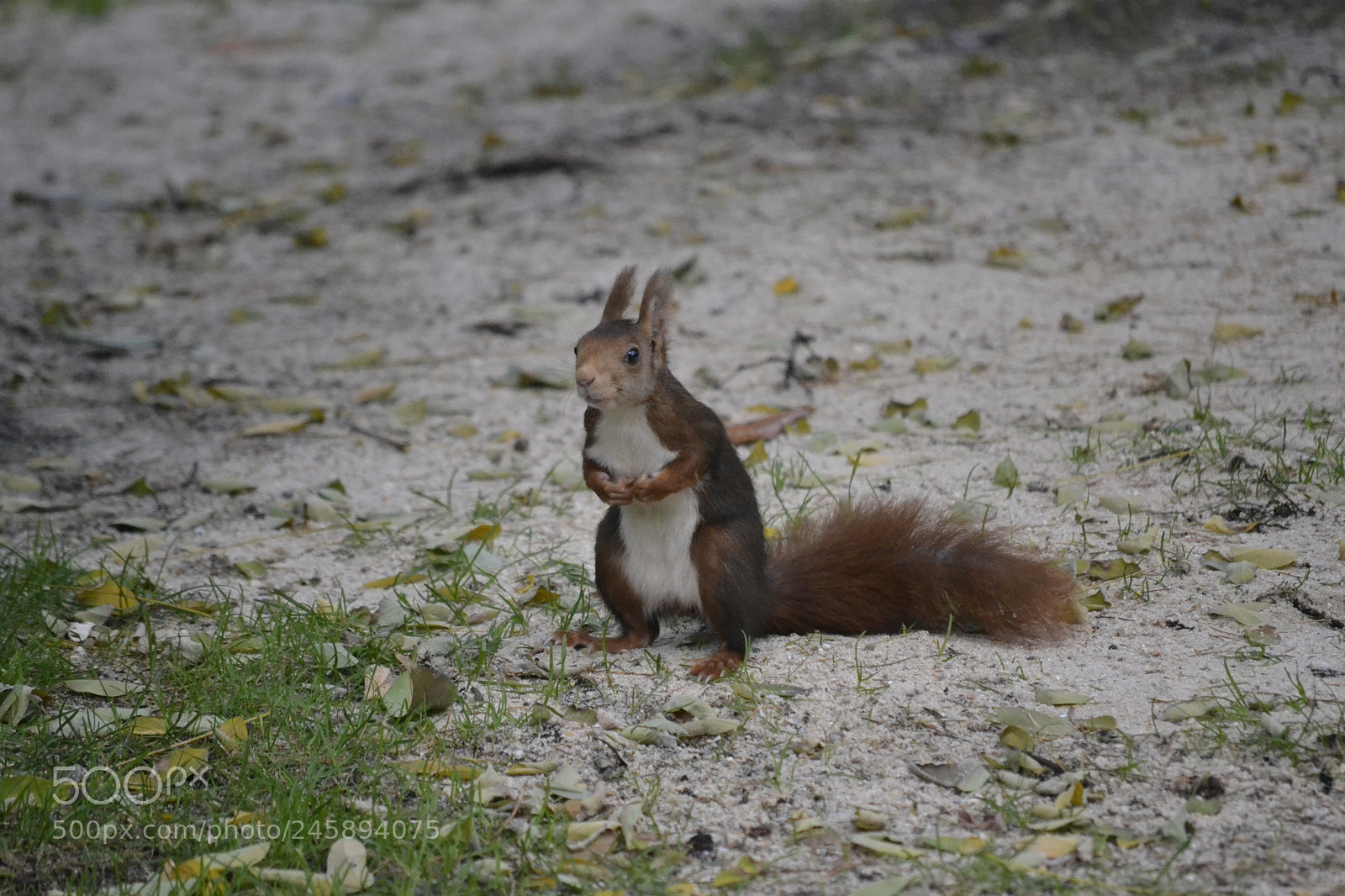 Nikon D3100 sample photo. Ardilla photography