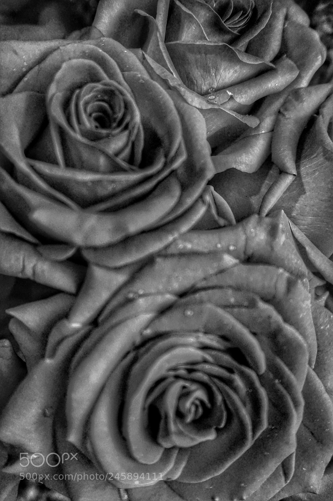 Sony Alpha a5000 (ILCE 5000) sample photo. Untitled photography