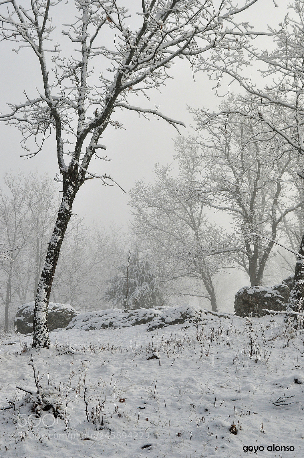Nikon D5000 sample photo. Nieve photography