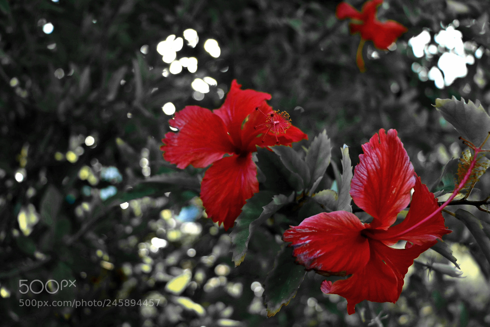 Canon EOS 750D (EOS Rebel T6i / EOS Kiss X8i) sample photo. Red b&w photography
