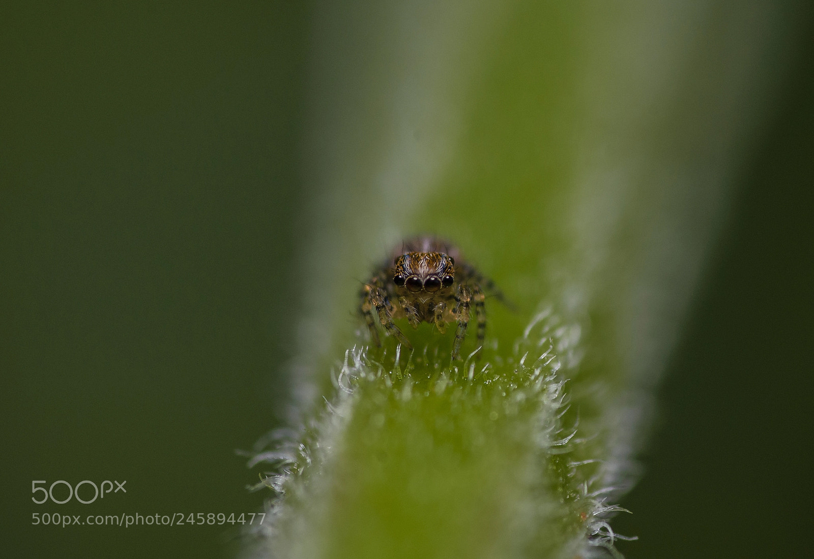 Nikon D7200 sample photo. Salticidae sp. photography