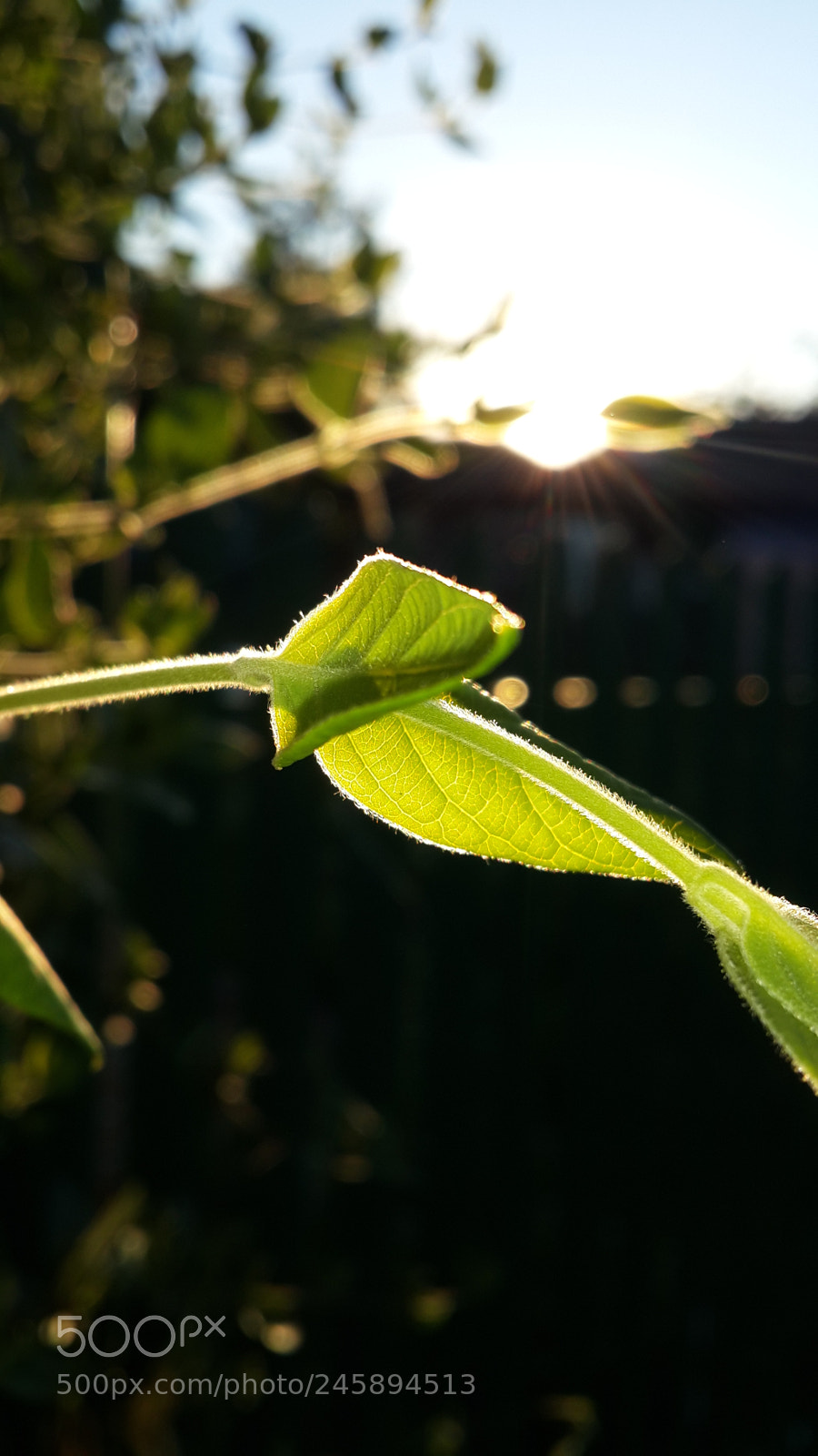 Samsung Galaxy S4 sample photo. Untitled photography