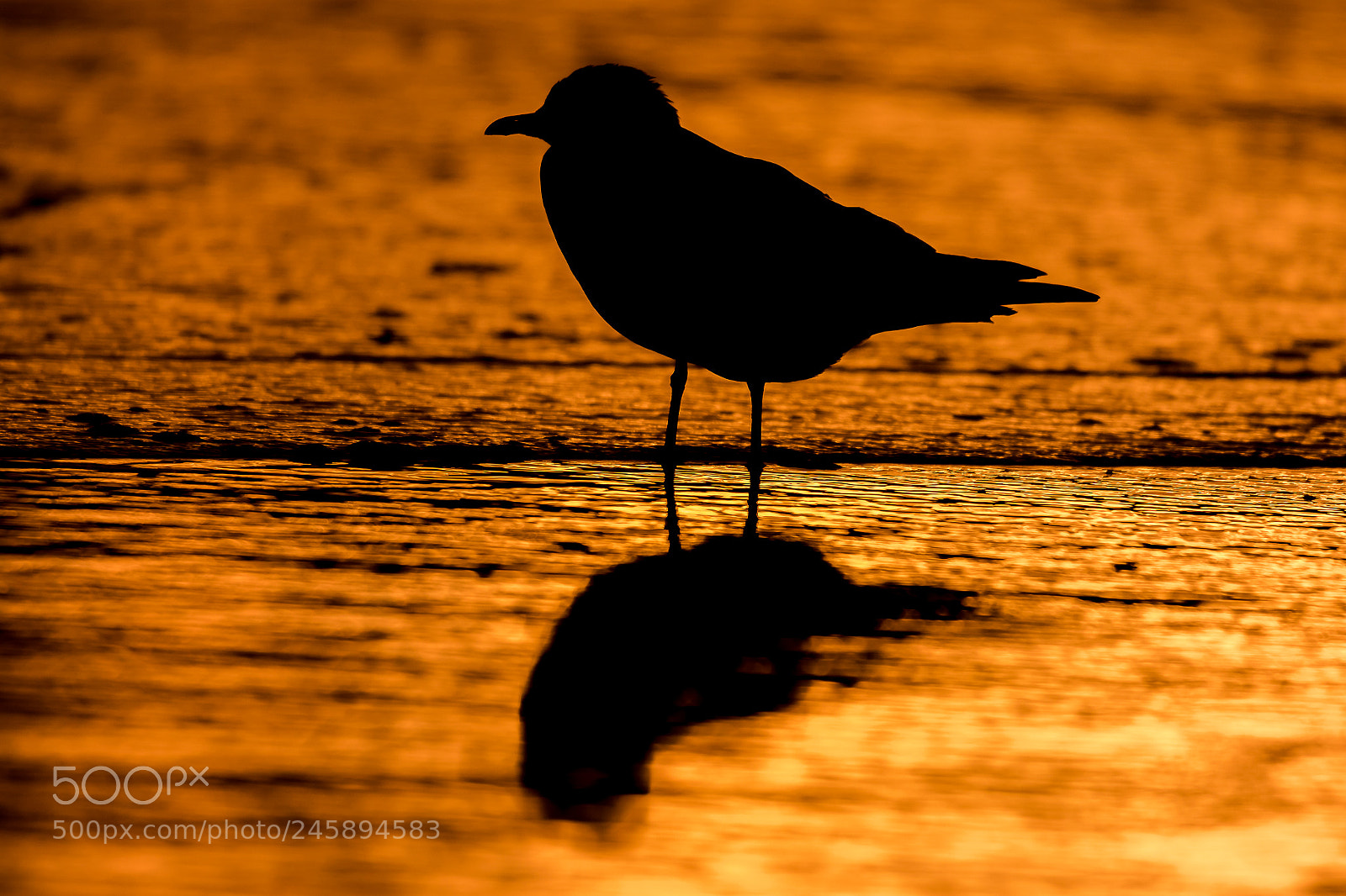 Canon EOS 7D Mark II sample photo. Gull photography