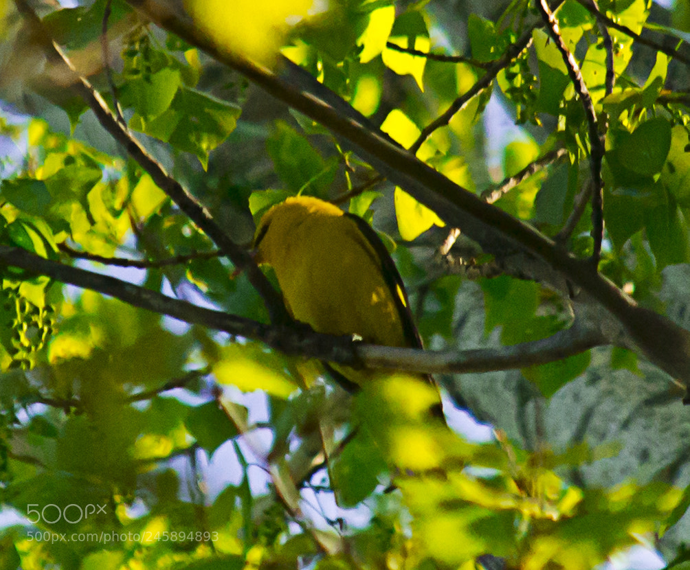 Nikon D3100 sample photo. Oropendola photography