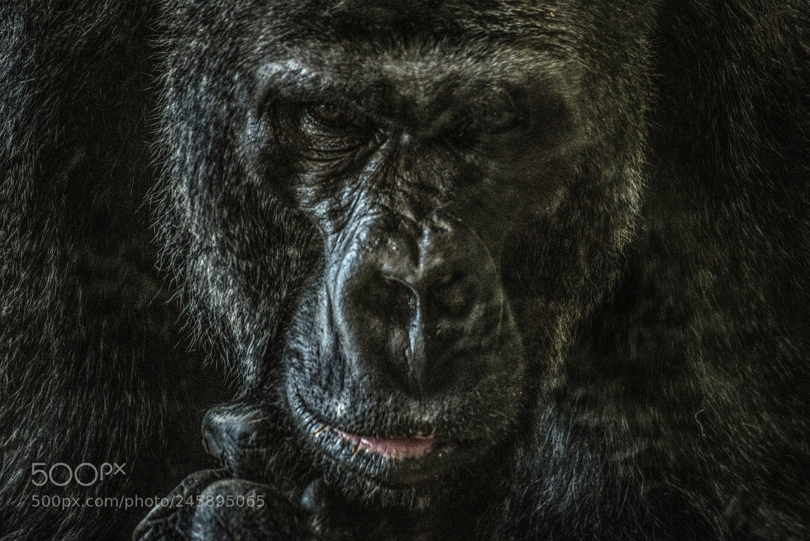 Nikon D610 sample photo. Gorilla ii photography