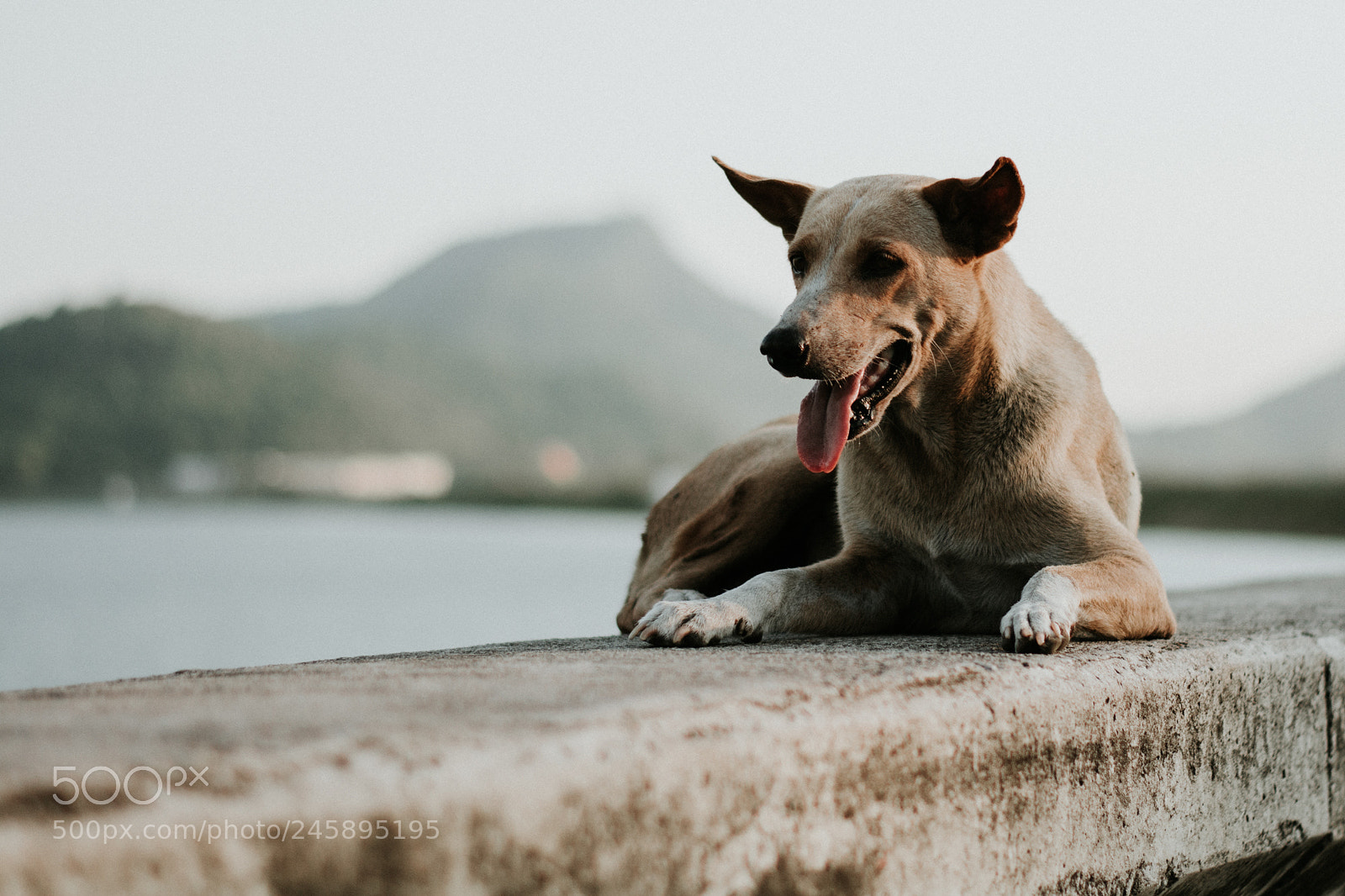 Nikon D7100 sample photo. Bangphra dog photography