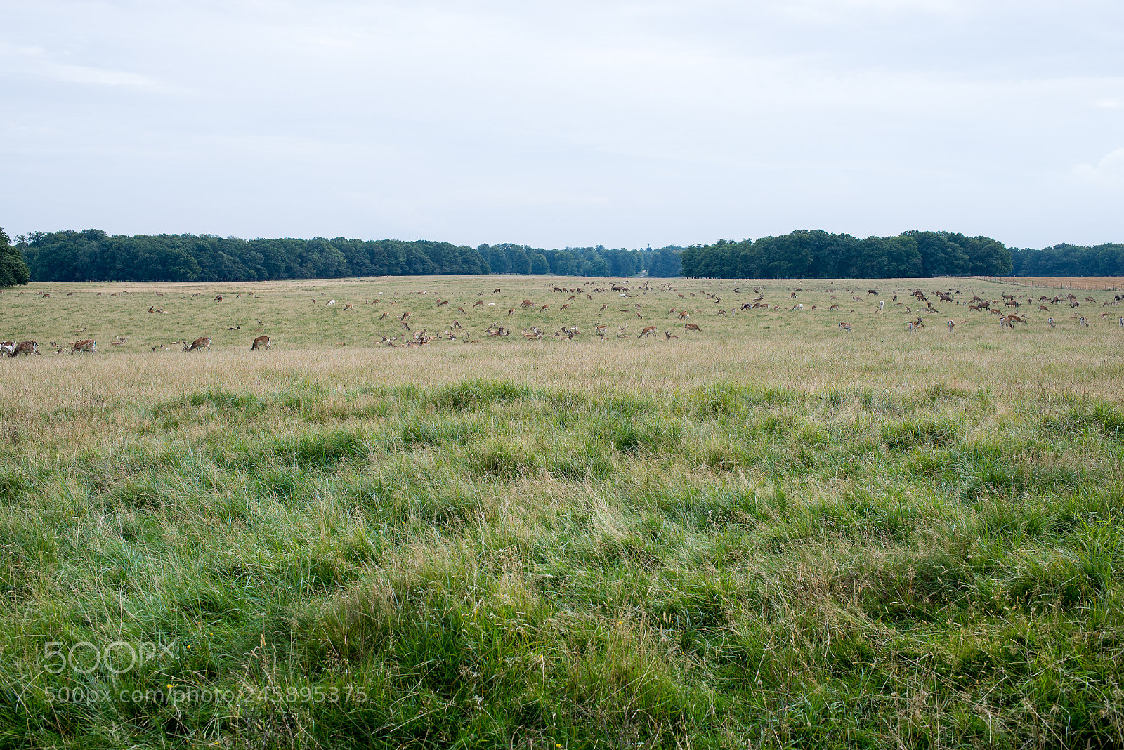 Nikon D610 sample photo. Deer in klampenborg photography