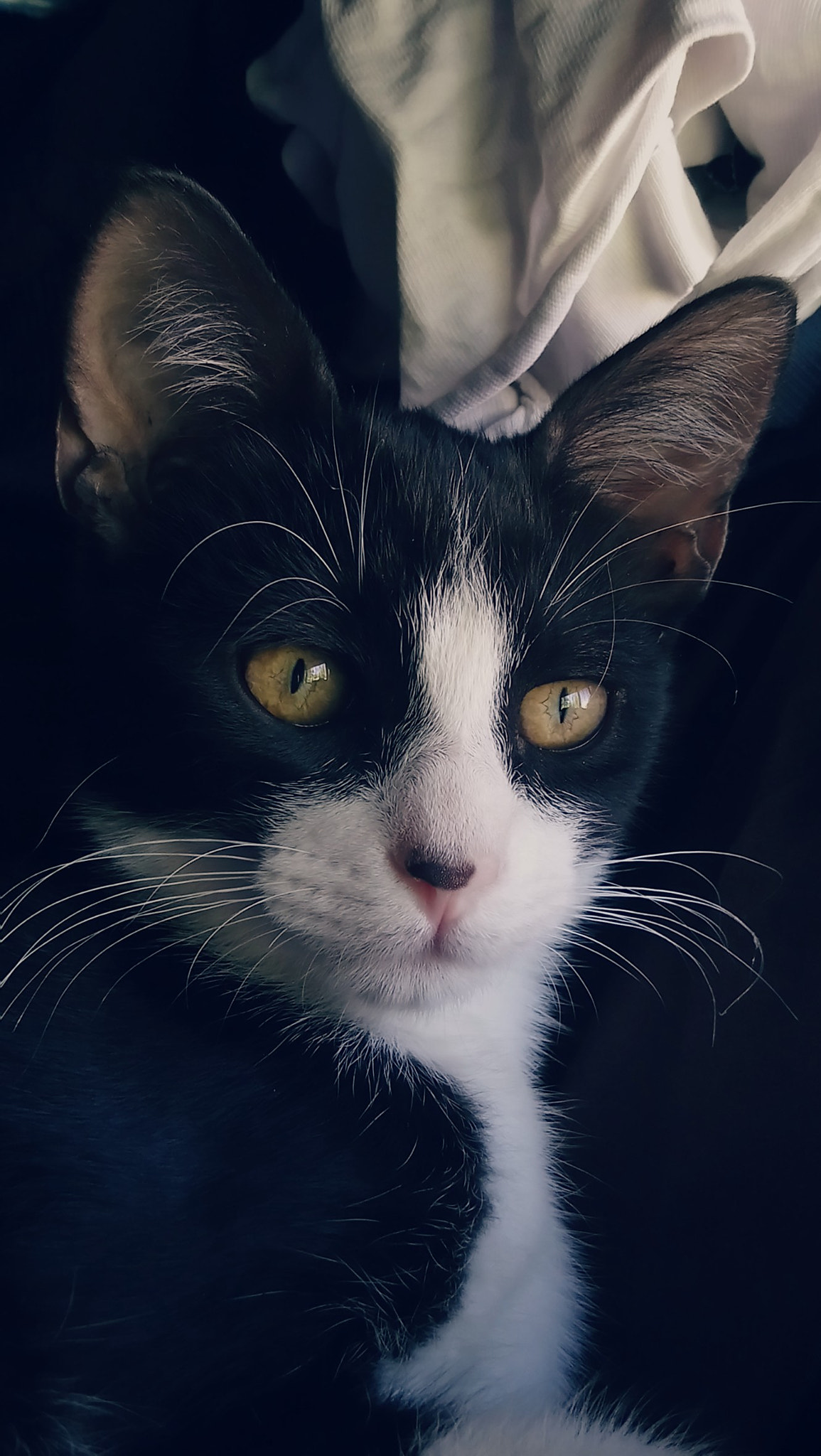 Sony Xperia XA1 Ultra sample photo. Lucifer photography
