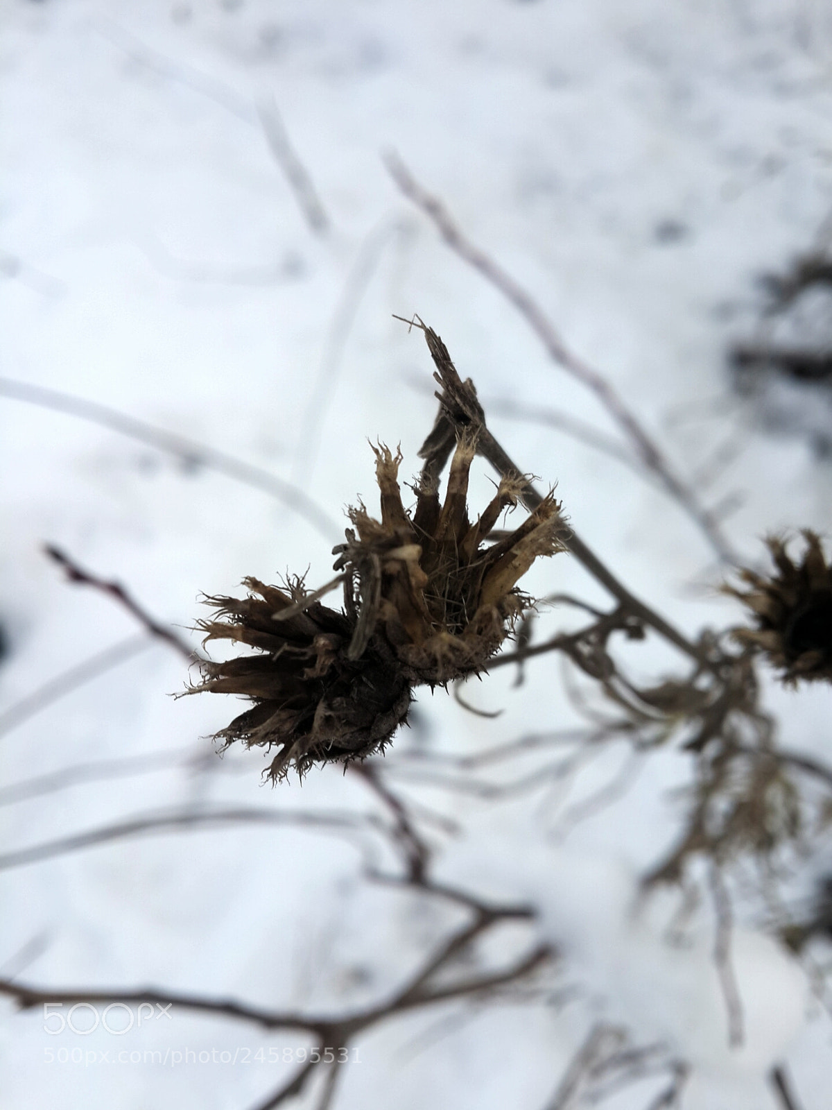 Samsung Galaxy S4 sample photo. Untitled photography