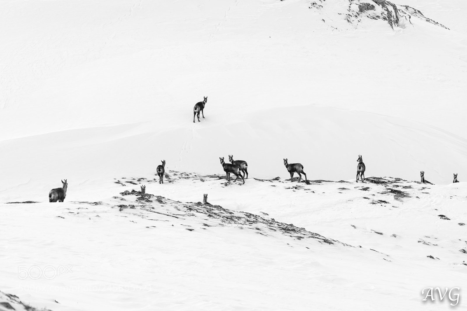 Nikon D7500 sample photo. Sarrios en la nieve photography