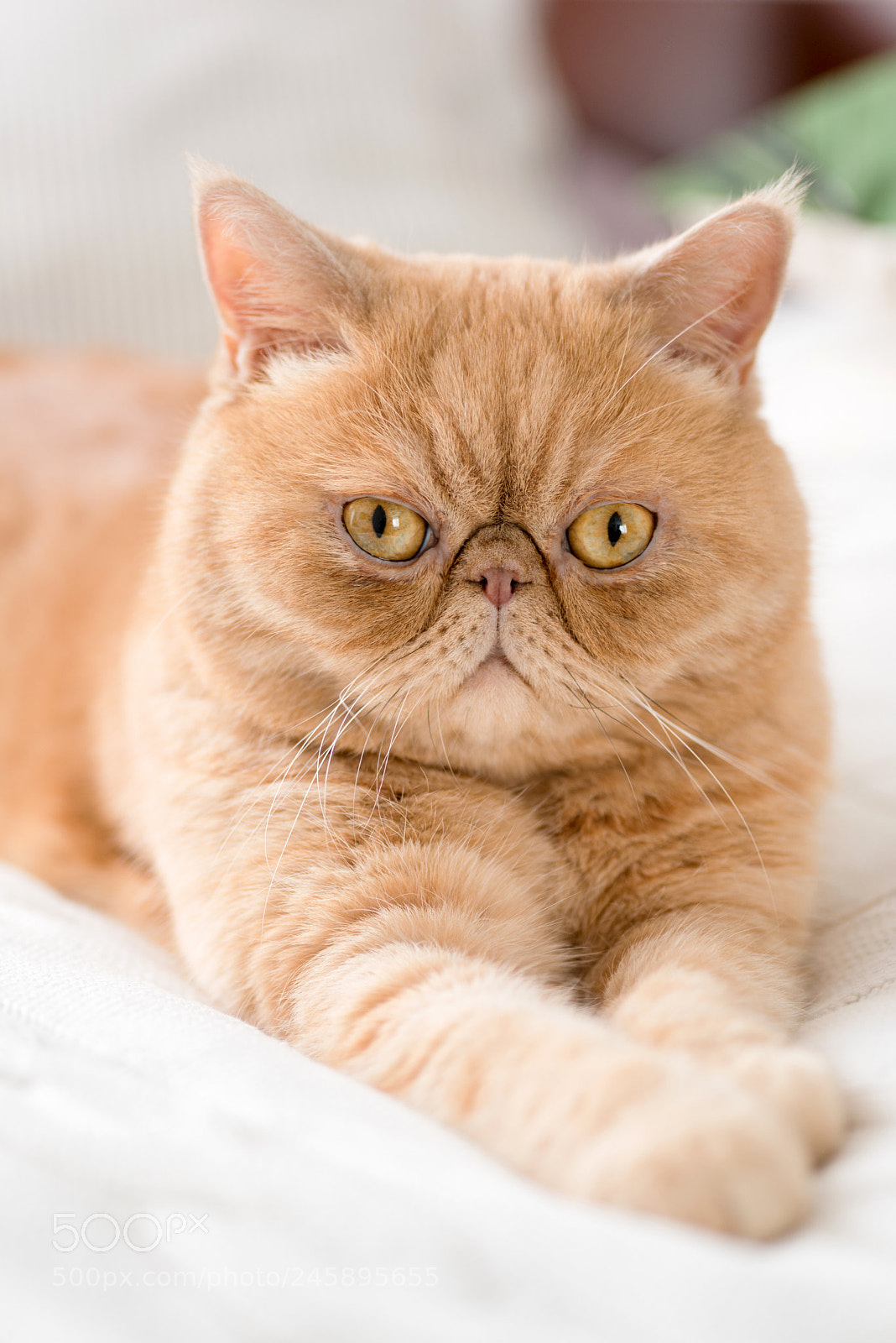 Nikon D810 sample photo. Exotic persian cat looking photography