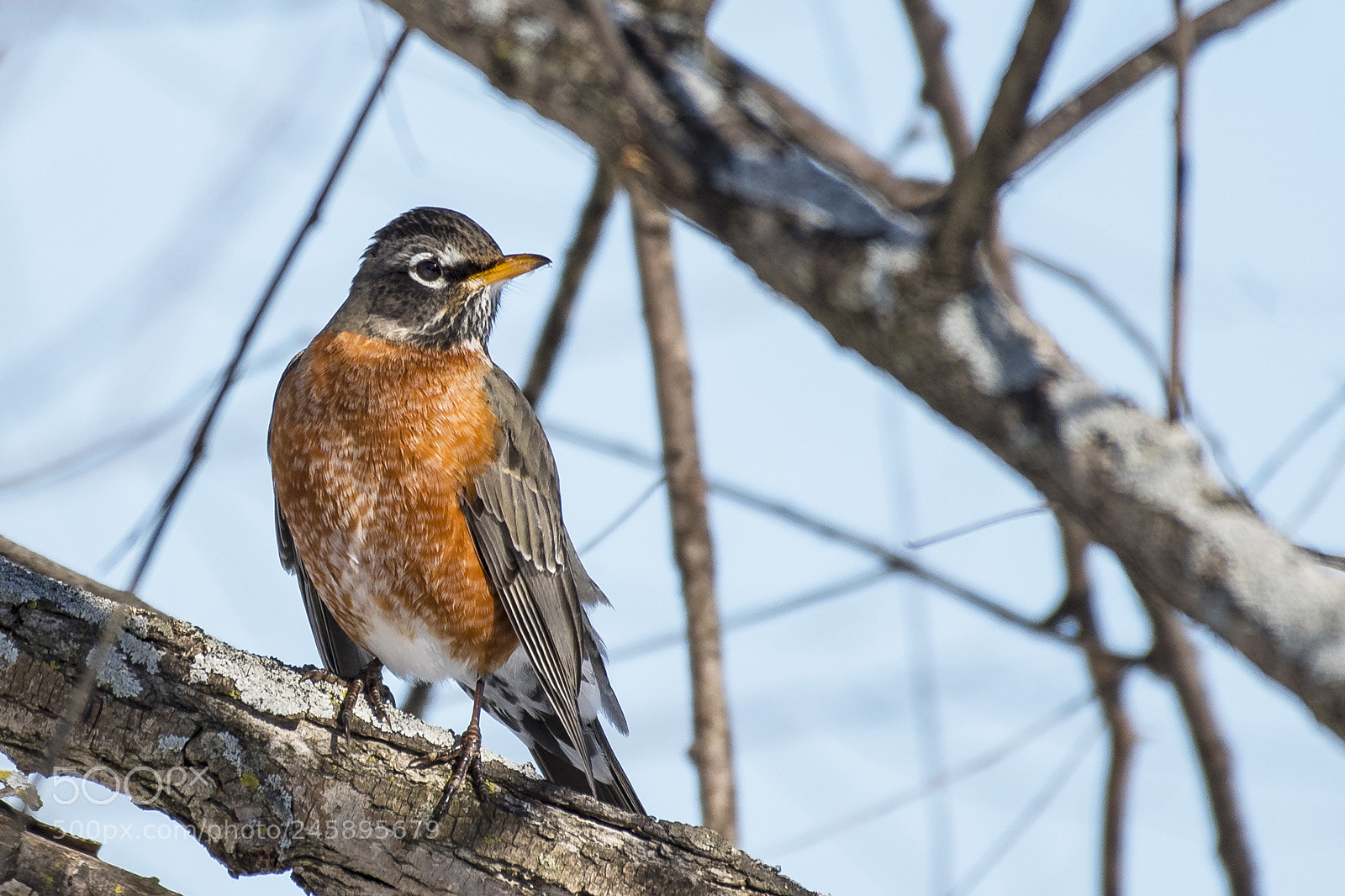Nikon D500 sample photo. Cold robin photography