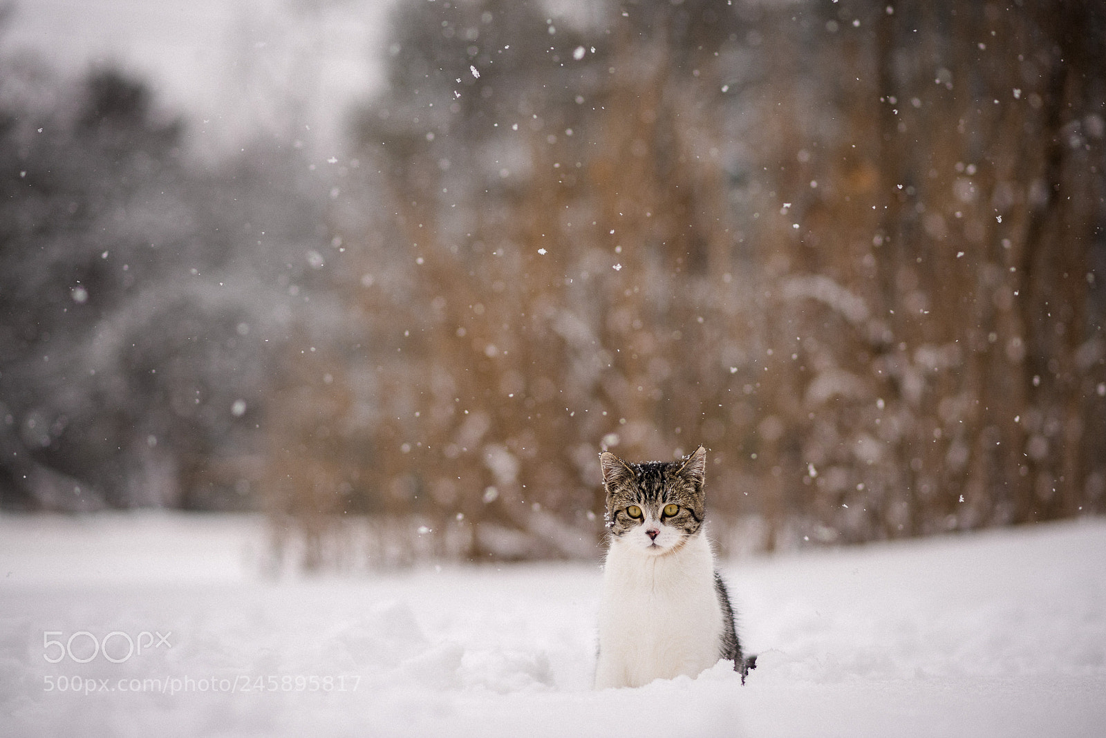 Nikon D810 sample photo. Barn cat photography