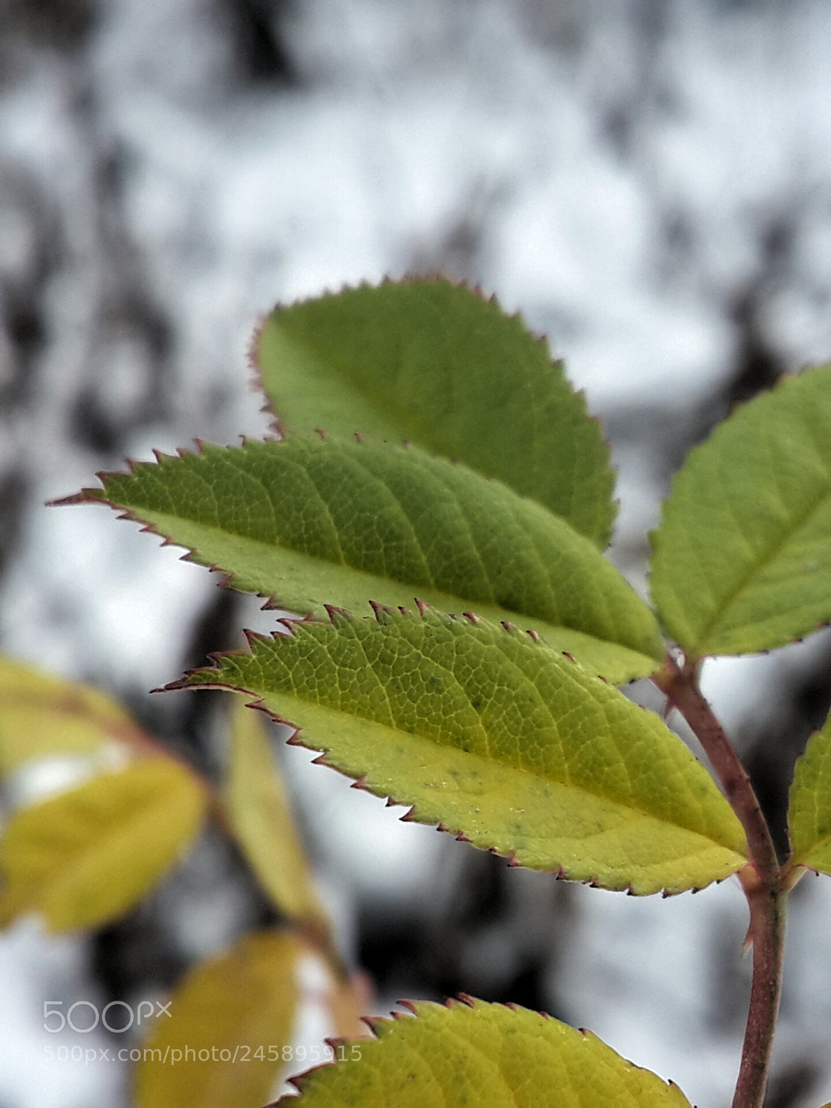 Samsung Galaxy S4 sample photo. Untitled photography