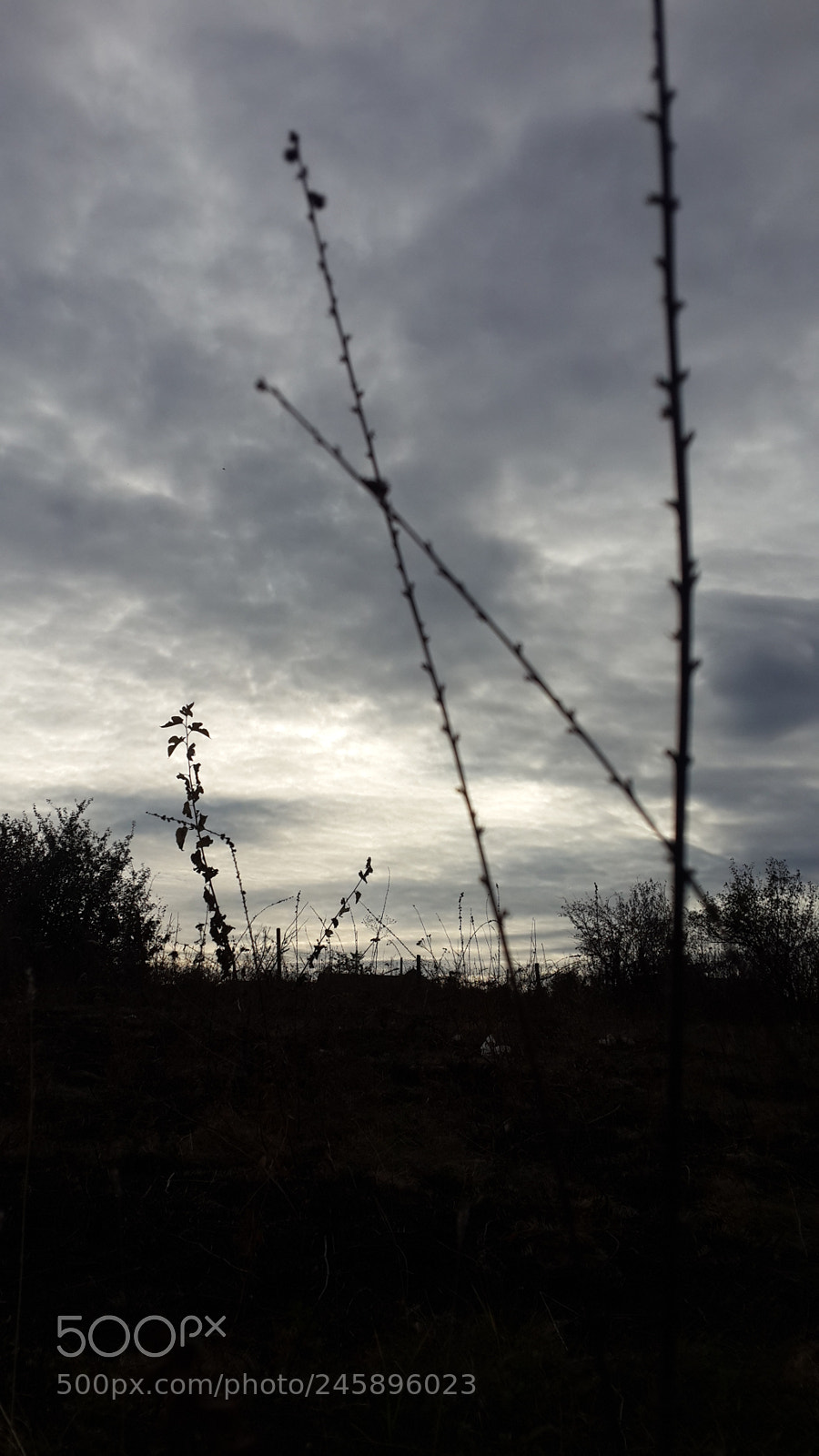 Samsung Galaxy S4 sample photo. Untitled photography