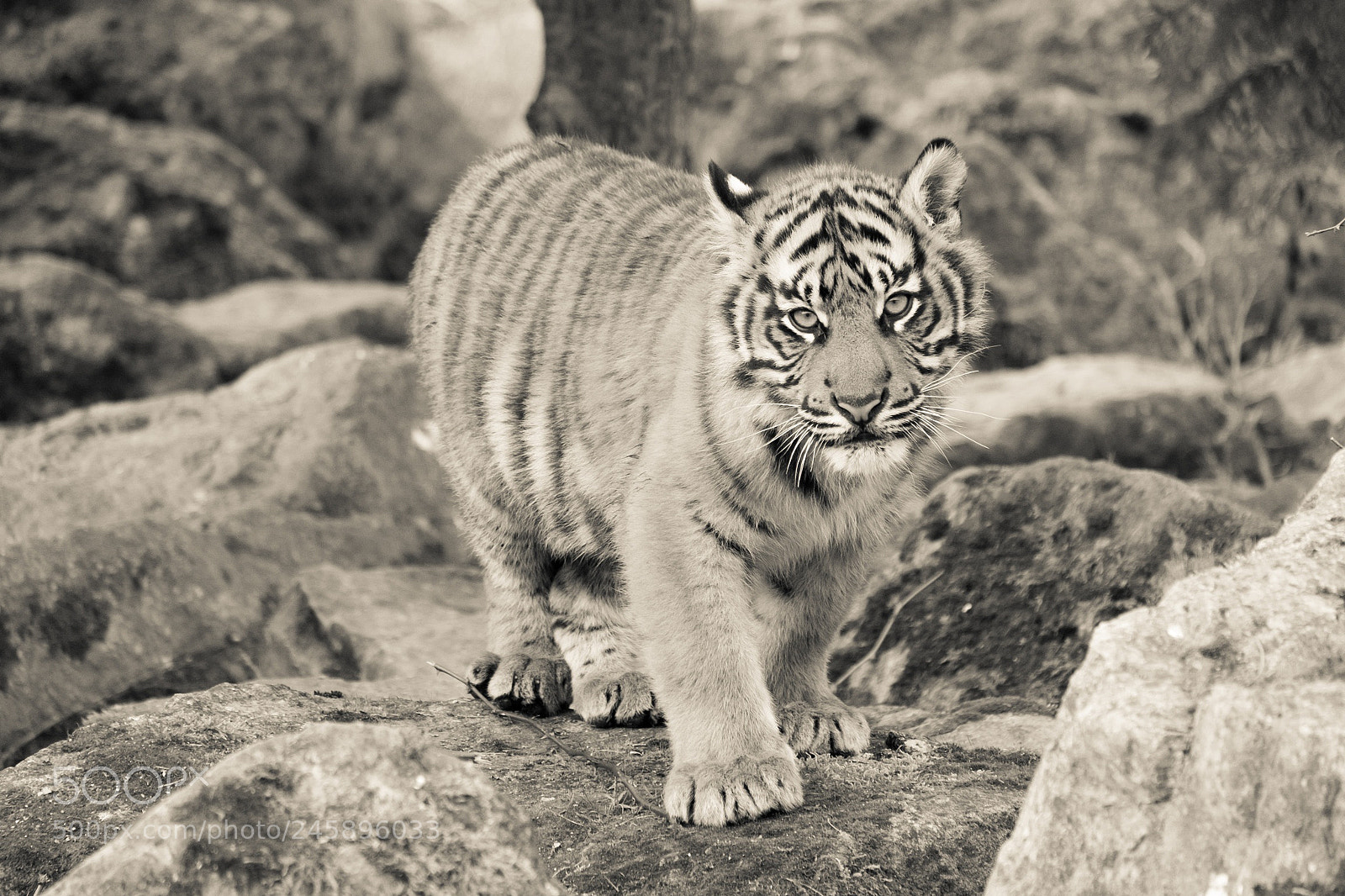 Fujifilm X-T1 sample photo. Saw this stunning tiger photography