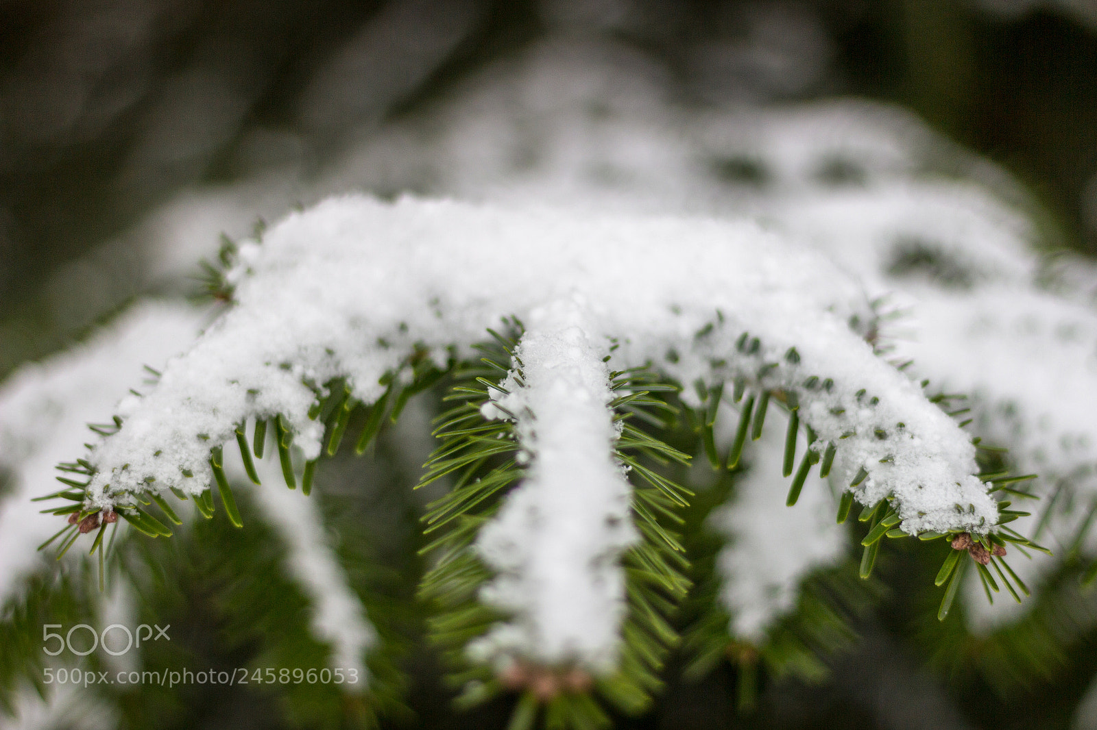 Canon EOS 600D (Rebel EOS T3i / EOS Kiss X5) sample photo. Sapin blanc photography