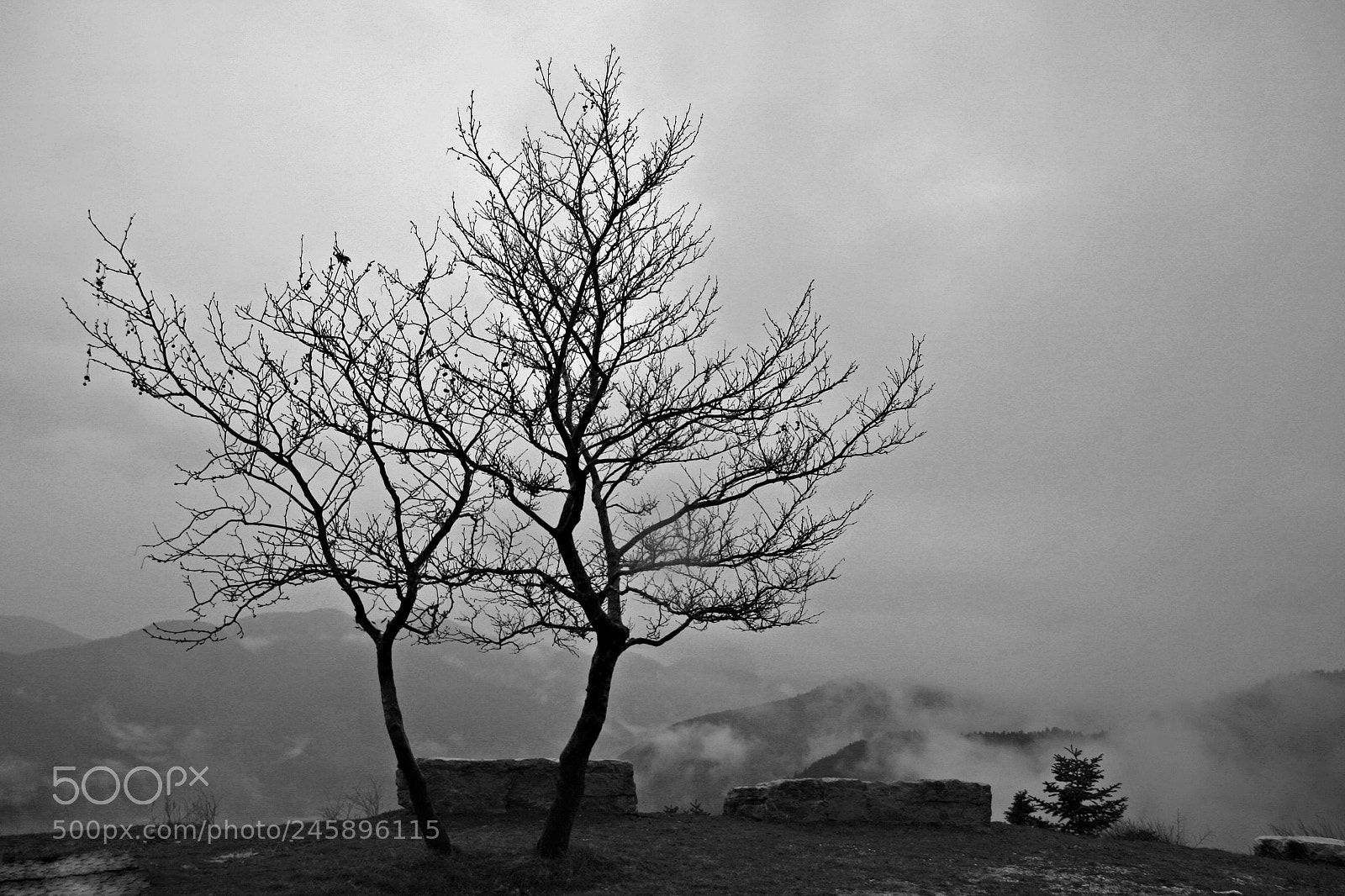 Canon EOS 400D (EOS Digital Rebel XTi / EOS Kiss Digital X) sample photo. Leafless tree photography