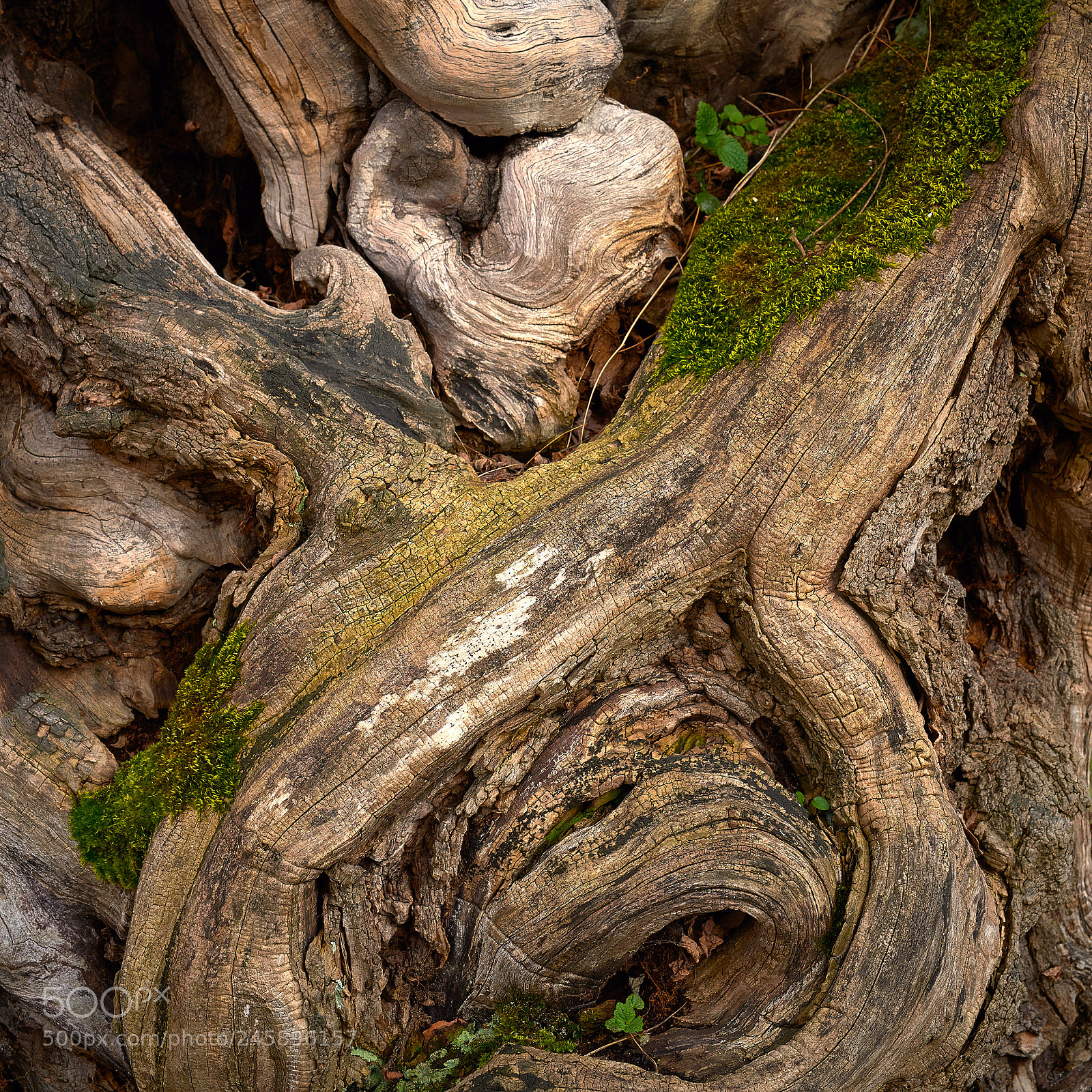 Nikon D810 sample photo. Knobby_1542 photography