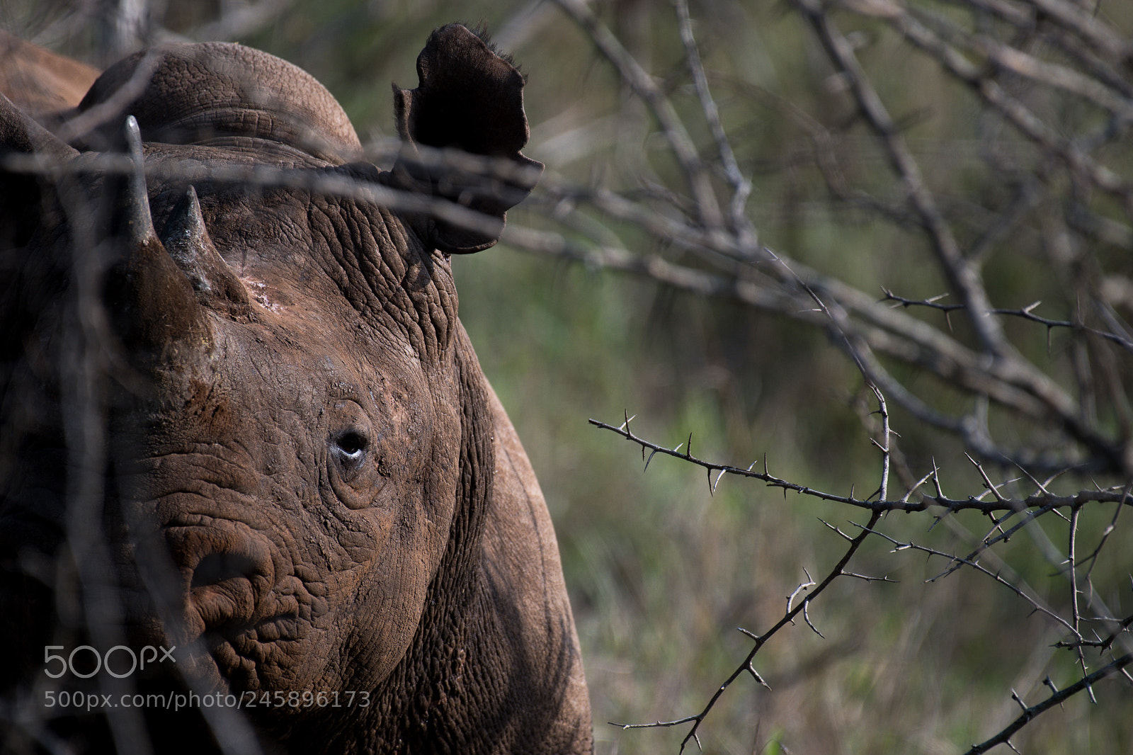 Nikon D850 sample photo. Black rhino photography