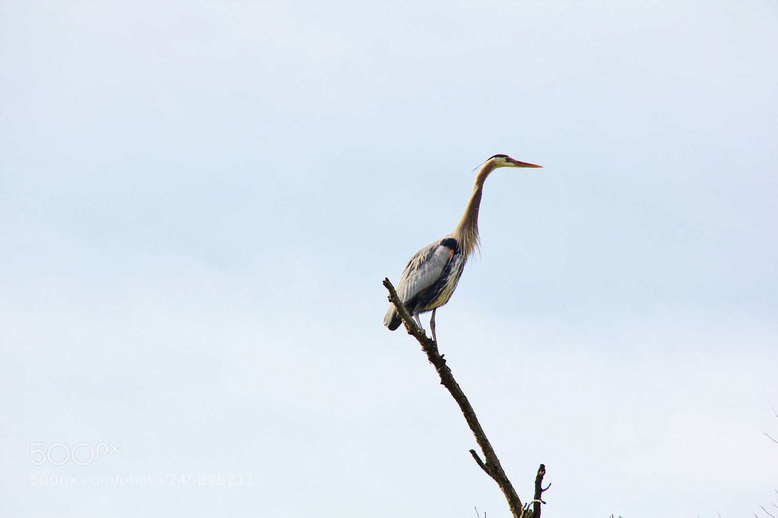 Canon EOS 60D sample photo. Img photography