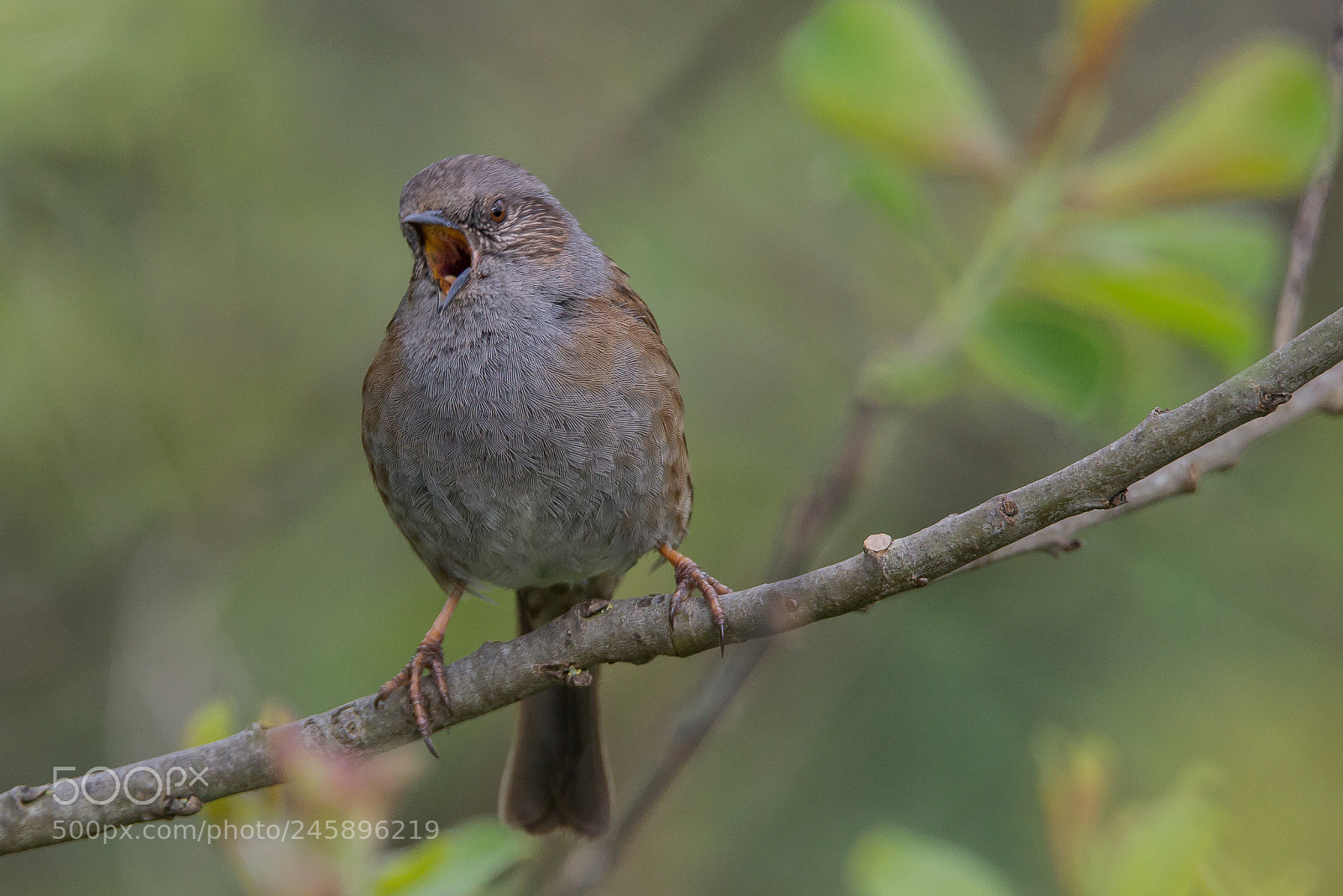 Nikon D610 sample photo. Dunnock photography