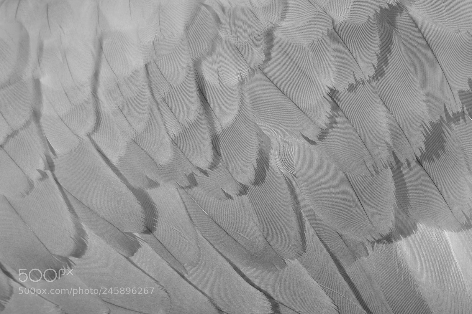 Nikon D7200 sample photo. Swan wing photography