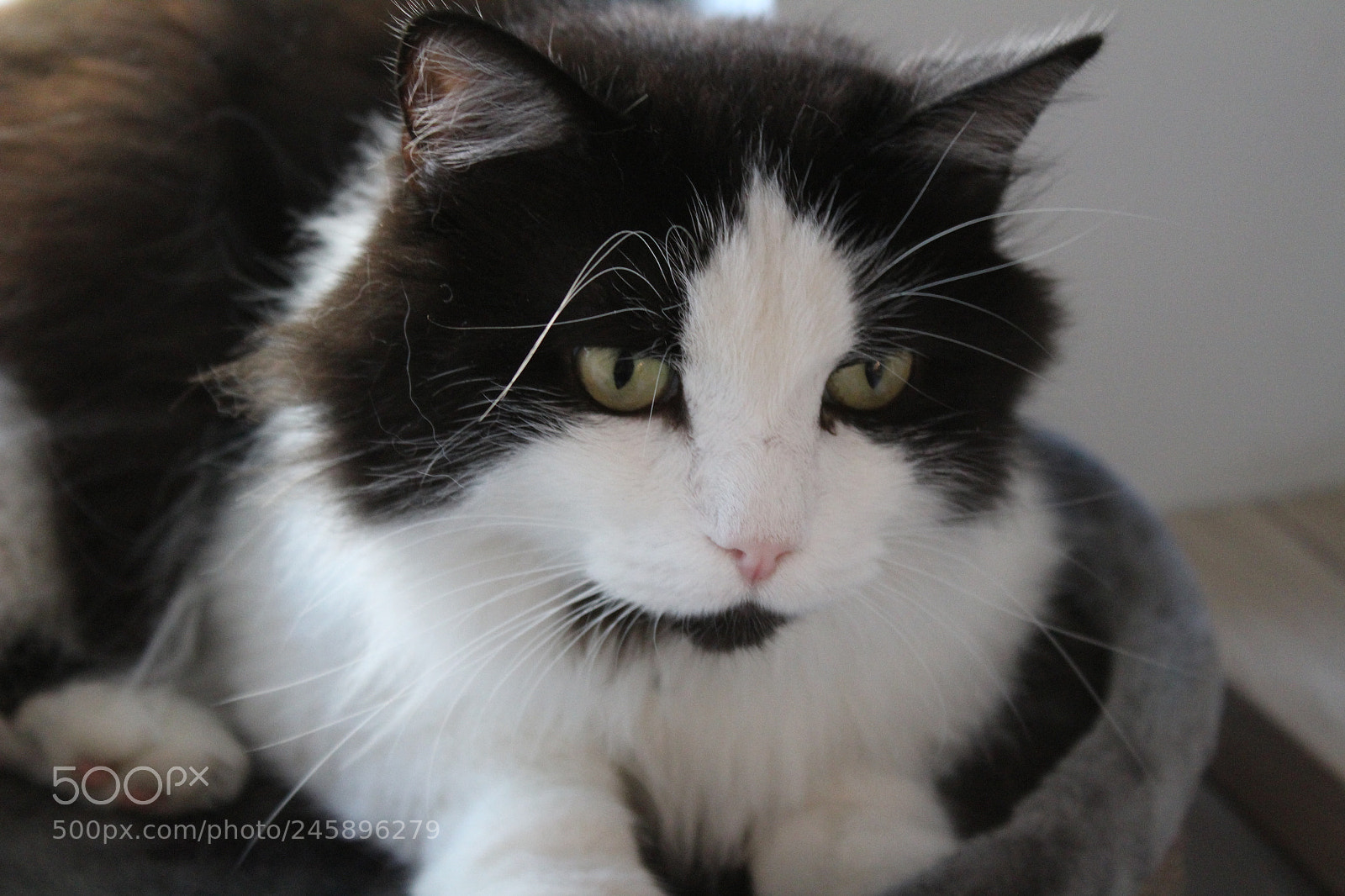 Canon EF-S 18-55mm F3.5-5.6 III sample photo. My old cat photography