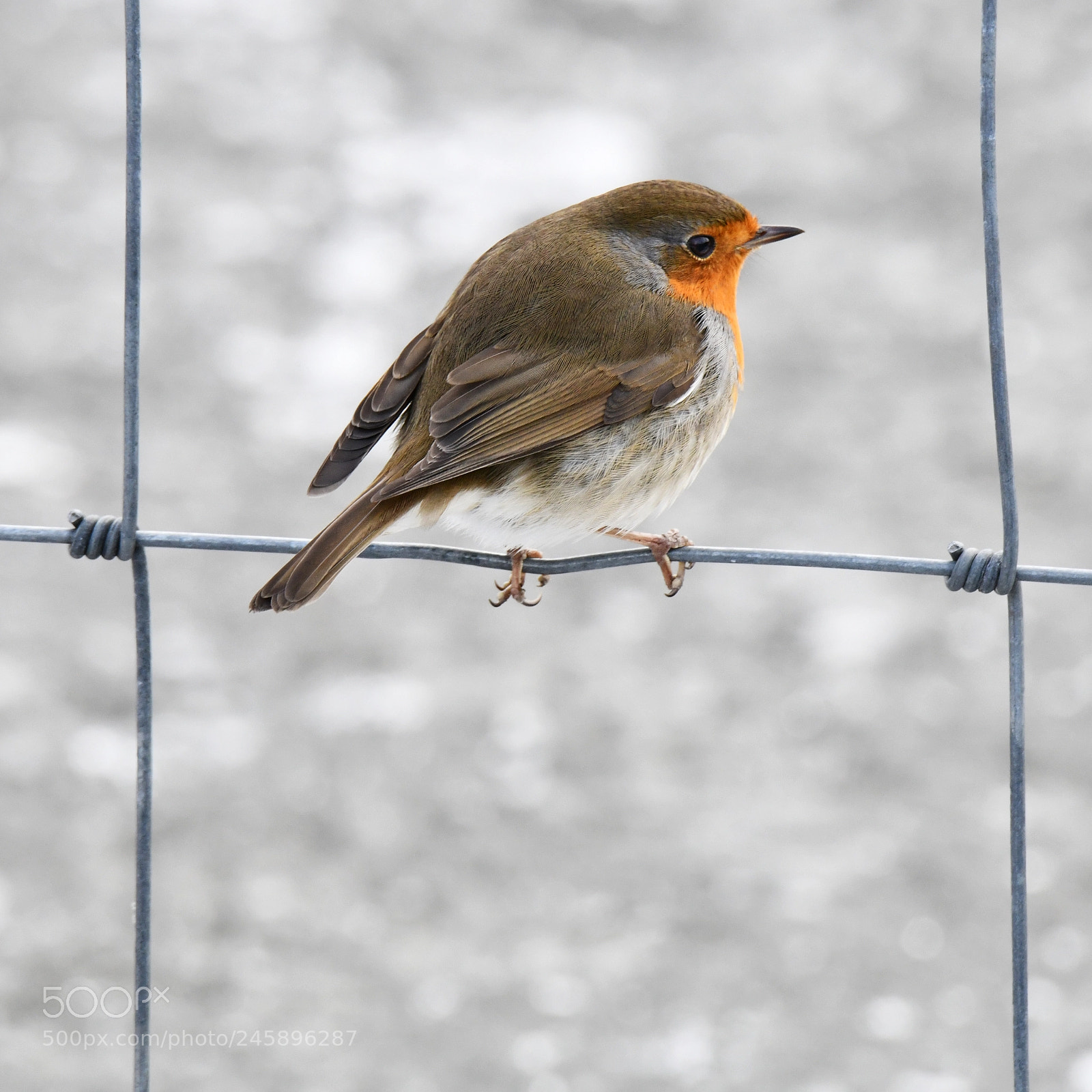 Nikon D850 sample photo. Erithacus rubecula - robin photography