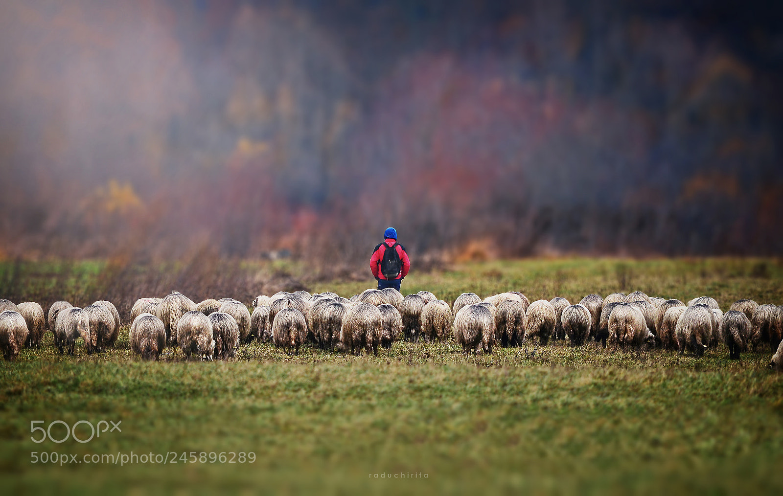 Nikon D5100 sample photo. Pasture / people / sheep photography