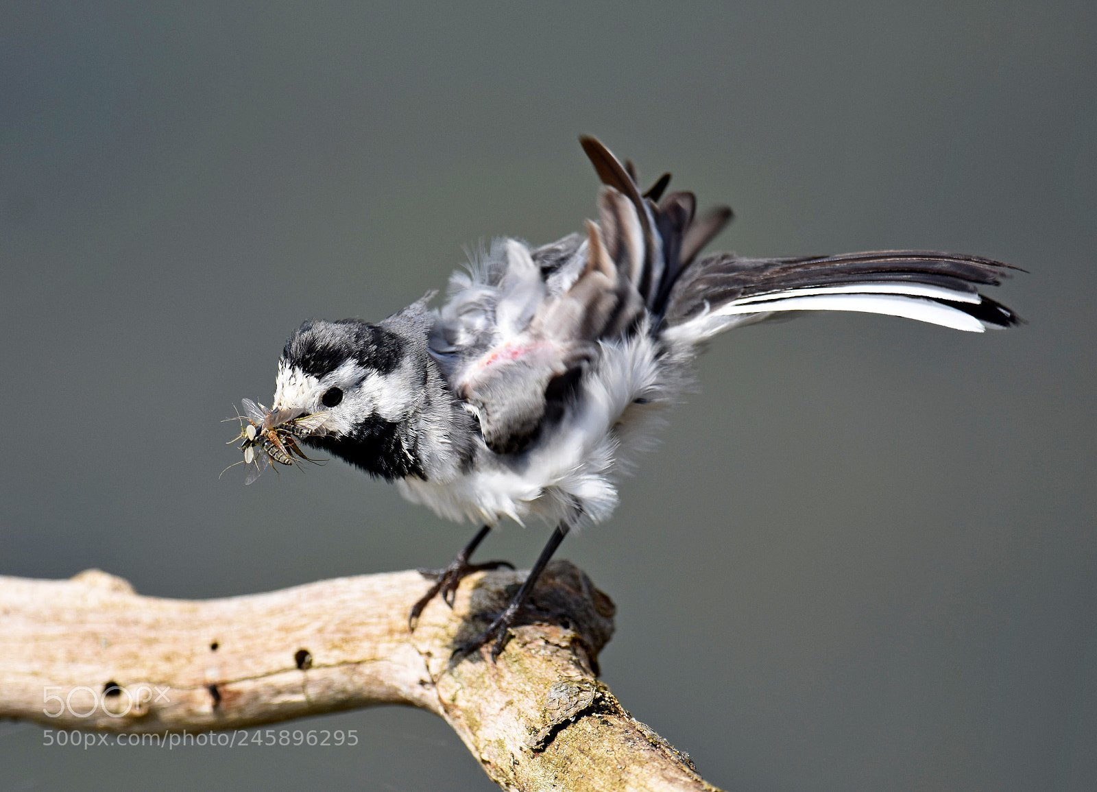 Nikon D7200 sample photo. White wagtail photography