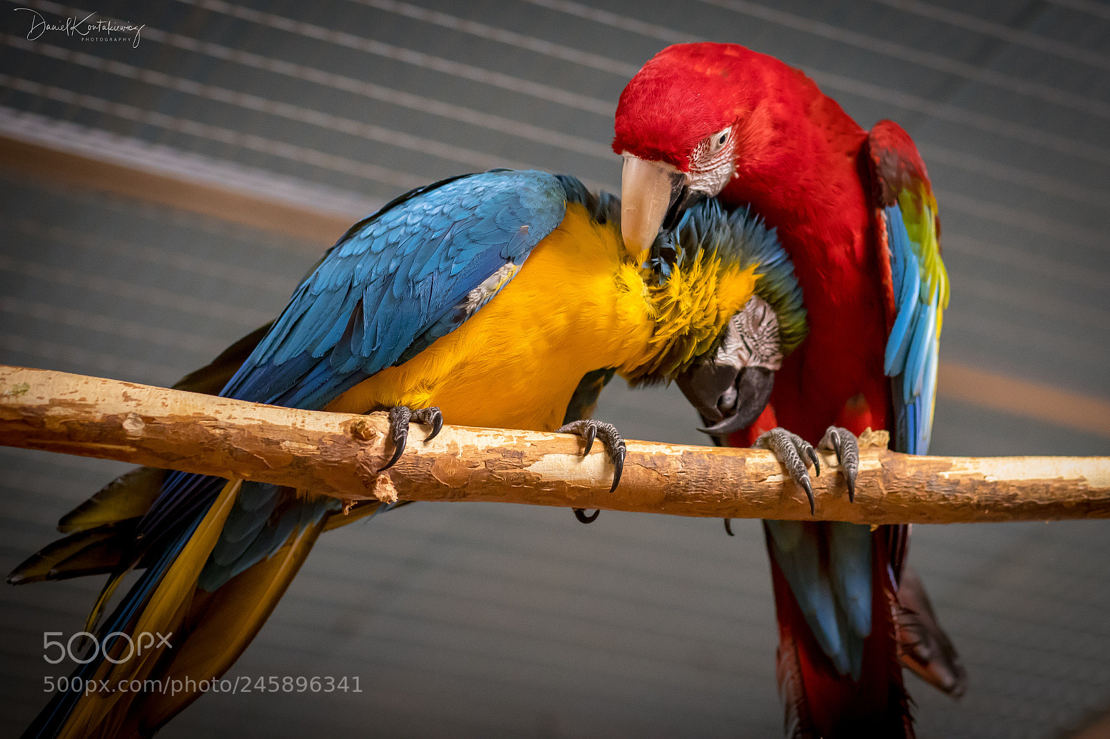 Canon EOS 6D Mark II sample photo. Always together photography