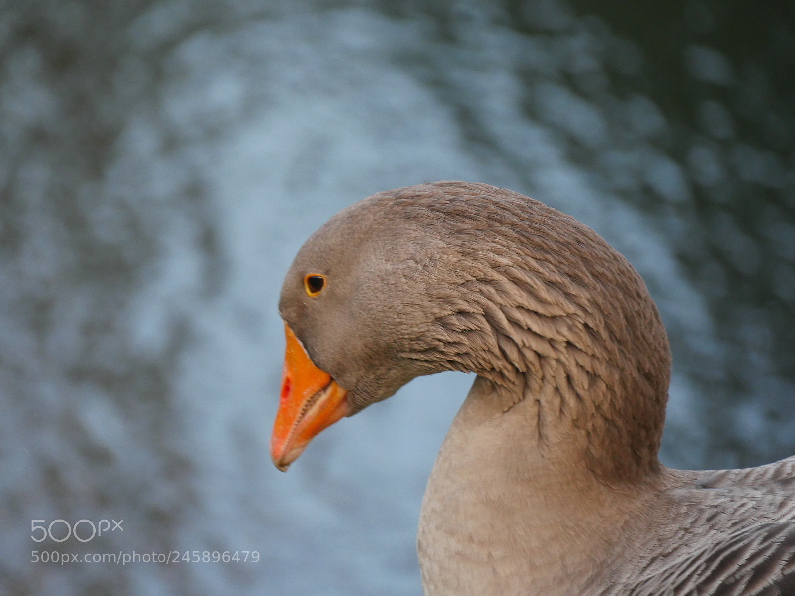 Panasonic Lumix DMC-GH4 sample photo. Untitled photography
