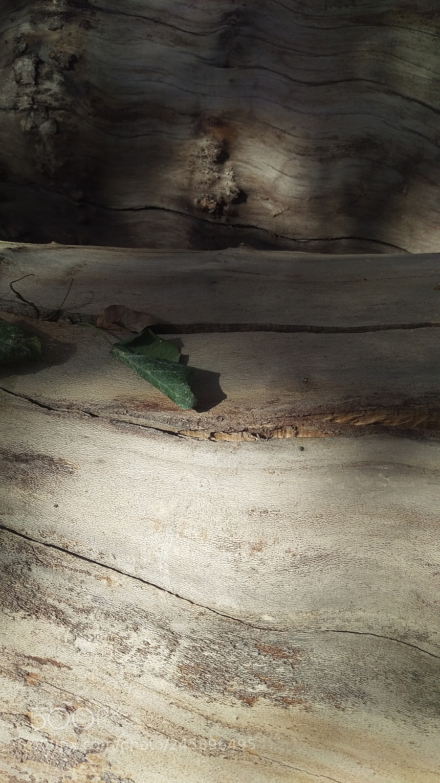 HTC ONE M9 sample photo. And life finds a photography