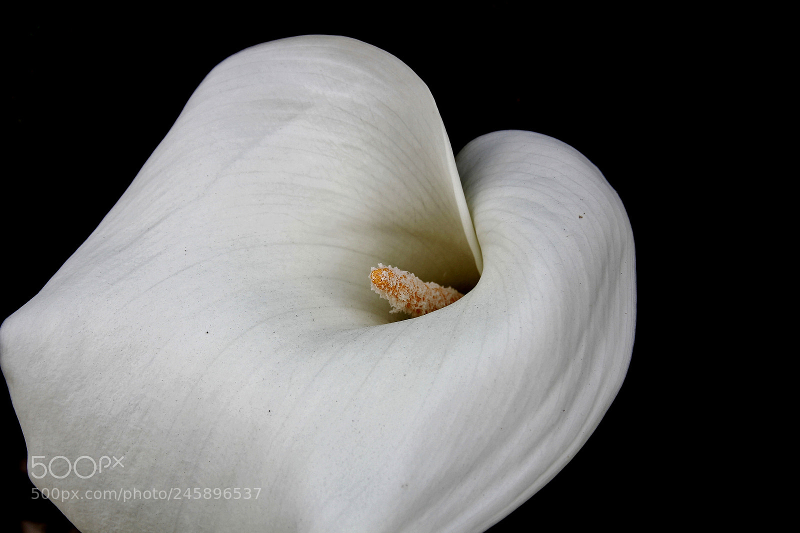 Canon EOS 60D sample photo. Img photography