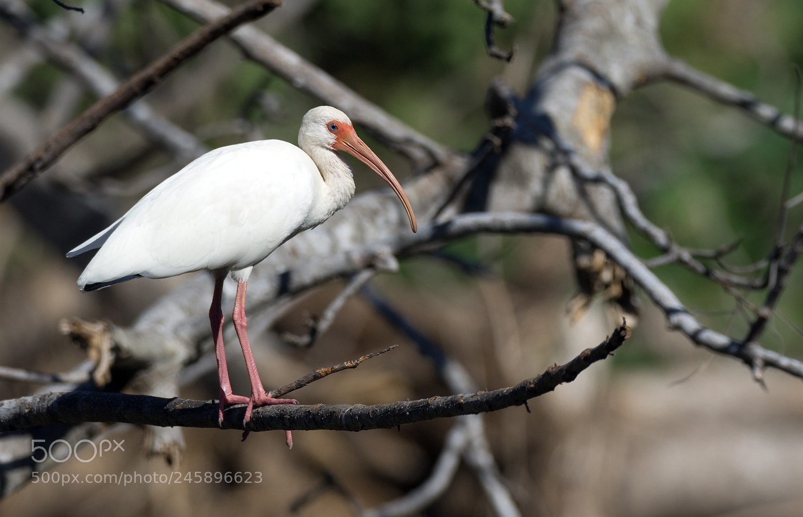Canon EOS 7D Mark II sample photo. White ibis photography