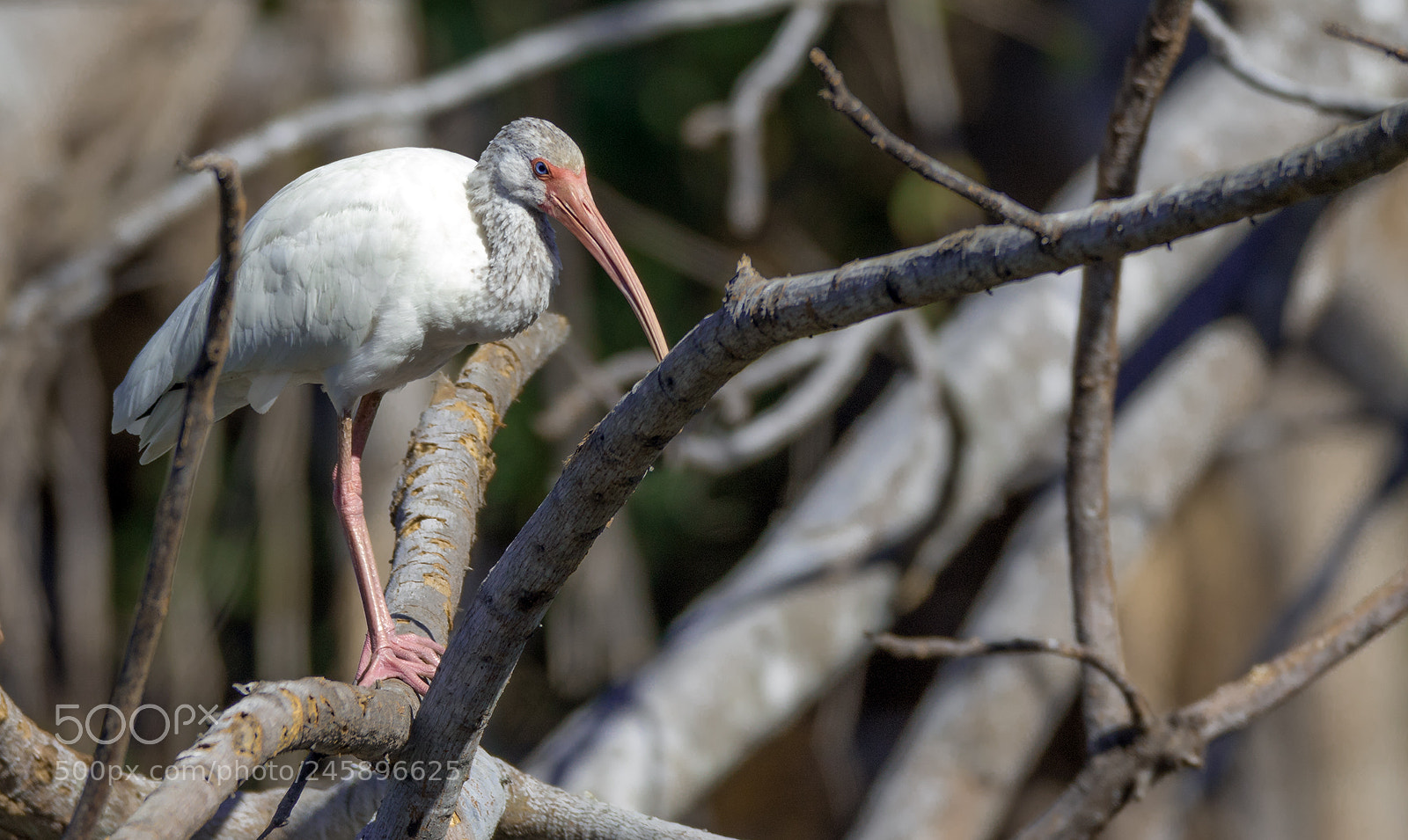 Canon EOS 7D Mark II sample photo. White ibis photography