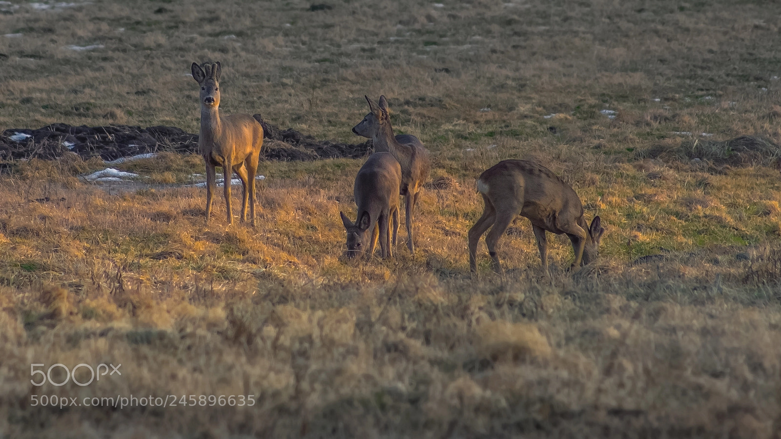 Sony SLT-A68 sample photo. Herd photography