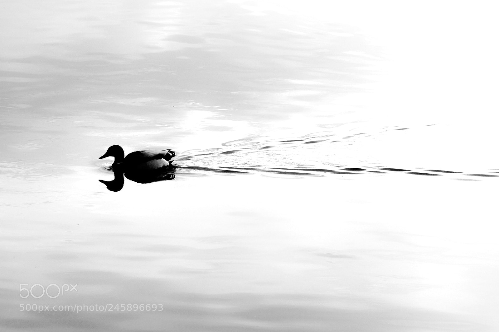 Canon EOS 700D (EOS Rebel T5i / EOS Kiss X7i) sample photo. Swimming duck photography