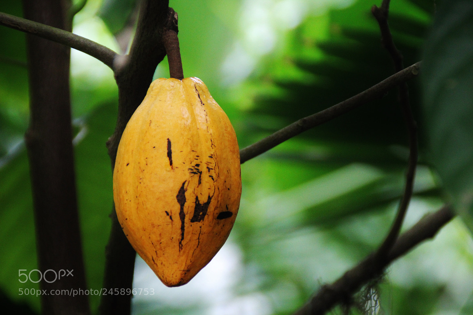 Canon EOS 60D sample photo. Img photography