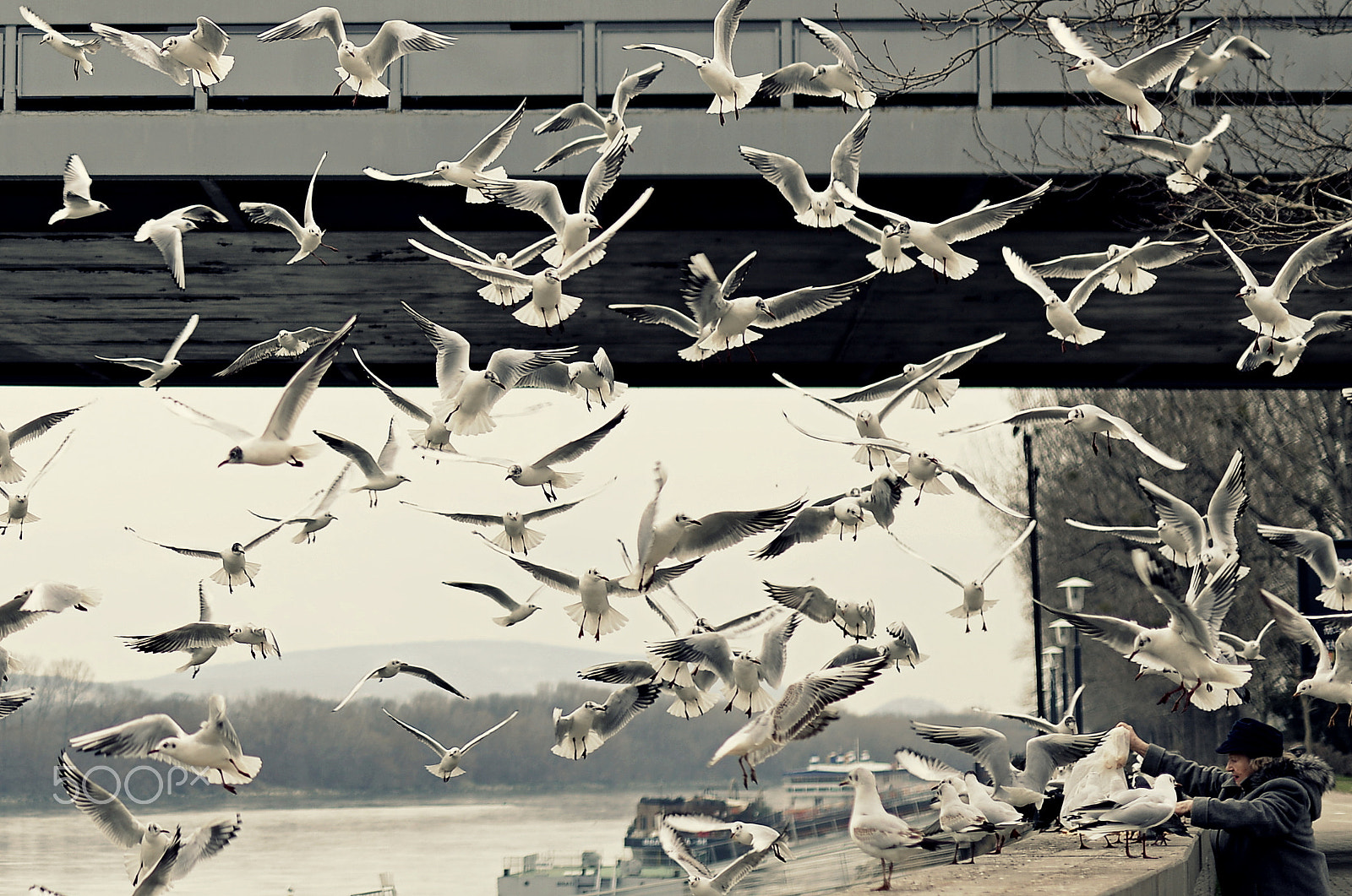 Nikon D800 + Nikon AF-S Nikkor 50mm F1.8G sample photo. Seagulls photography