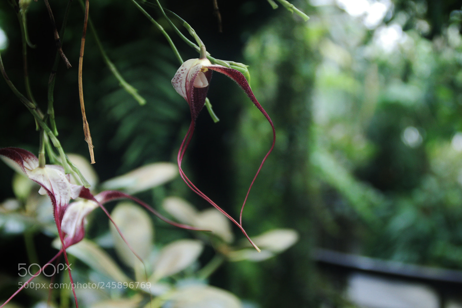 Canon EOS 60D sample photo. Img photography